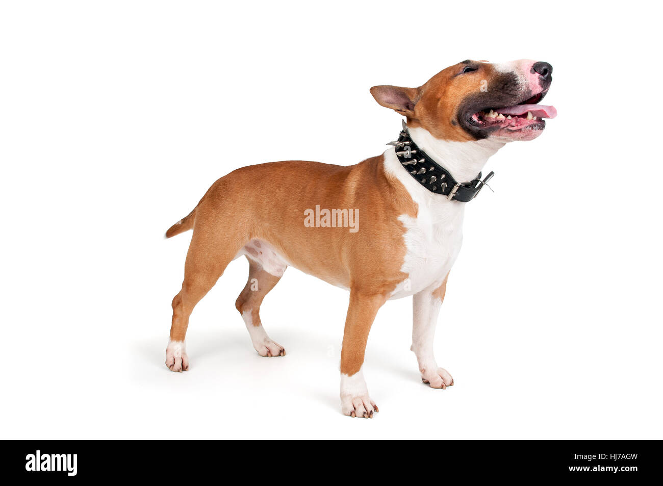 animal, pet, energy, power, electricity, electric power, dog, breed, canine, Stock Photo
