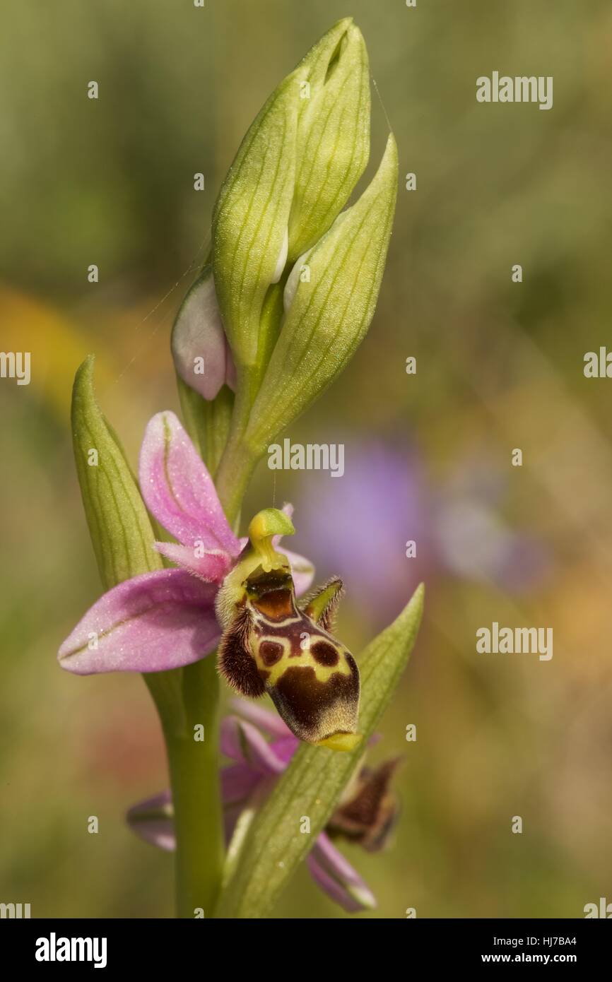 Close-up of Woodcock Orchid flower (Ophrys scolopax ssp. orientalis) Stock Photo