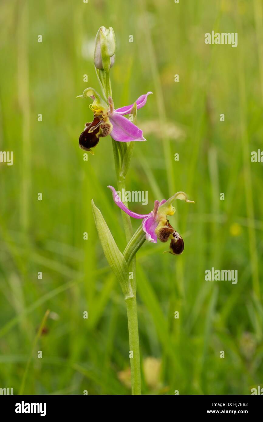 Bee Orchid (Ophrys apifera) growing in limestone grassland Stock Photo