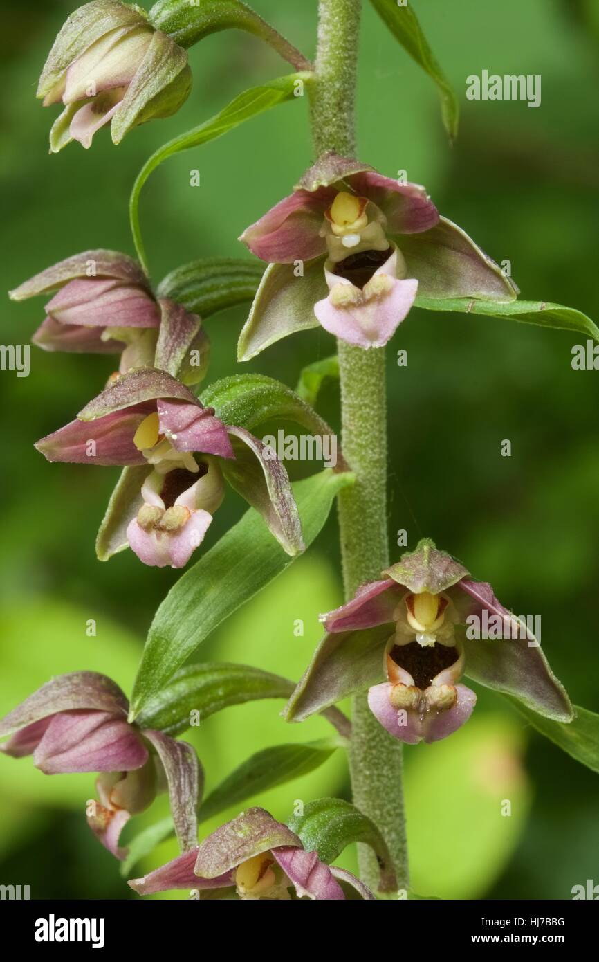 Close up of Broad-leaved Helleborine orchid (Epipactis helleborine) flowers Stock Photo