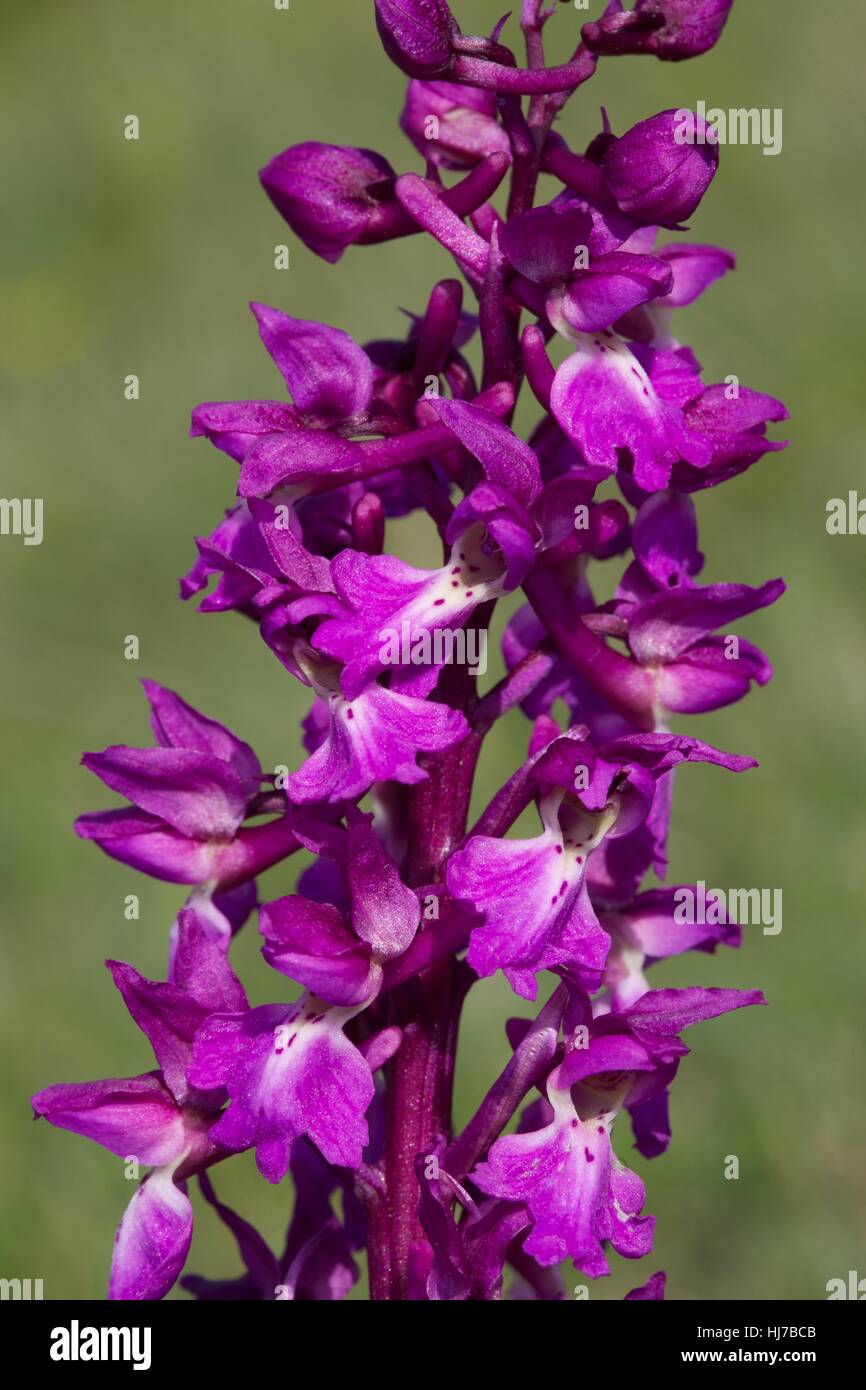 Close-up of Early Purple Orchid flowers (Orchis mascula) Stock Photo