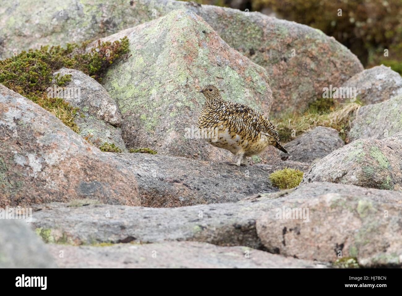 A female Ptarmigan in summer plumage among granite rocks Stock Photo