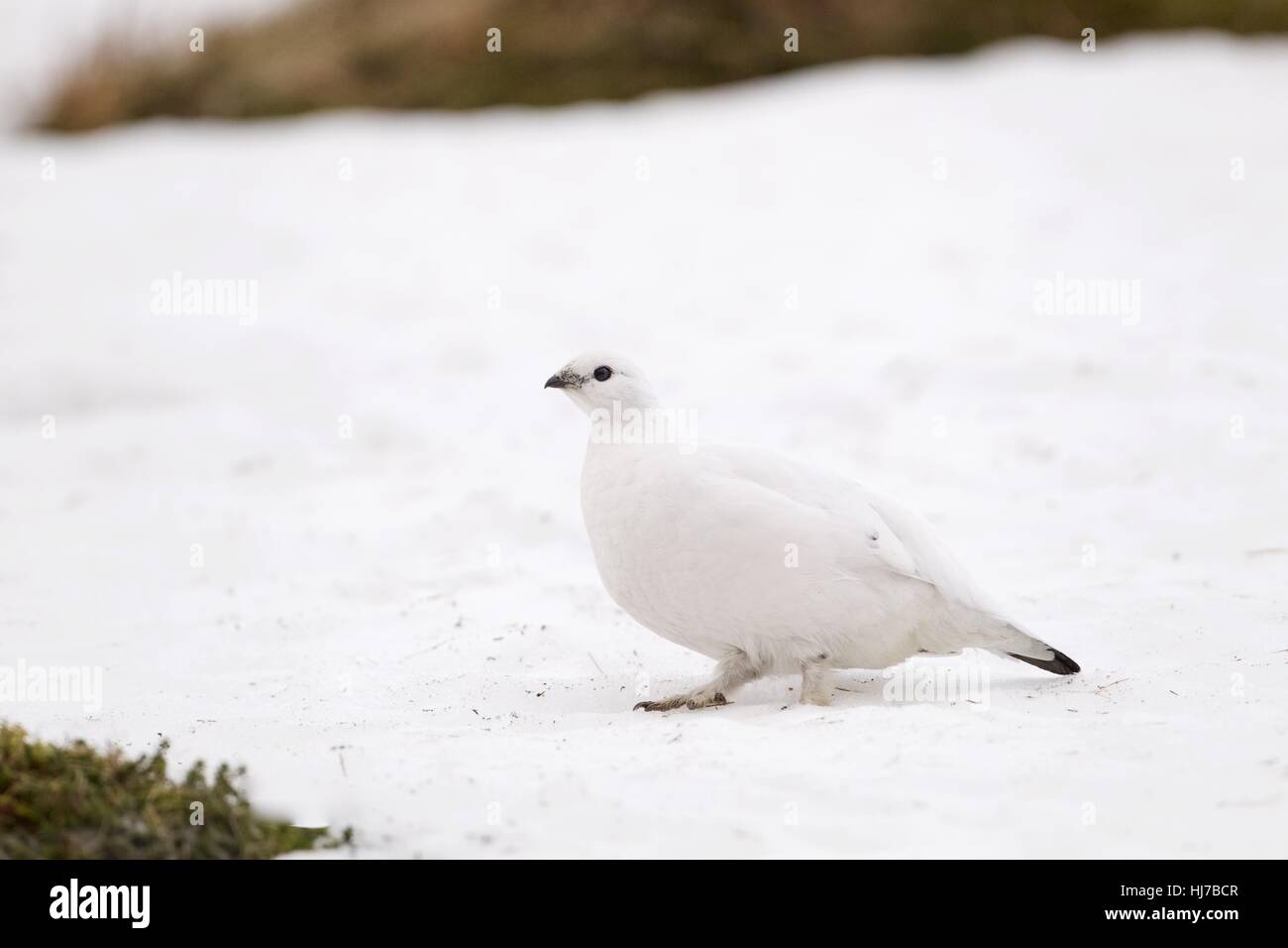 Female Ptarmigan in winter plumage on snow field Stock Photo