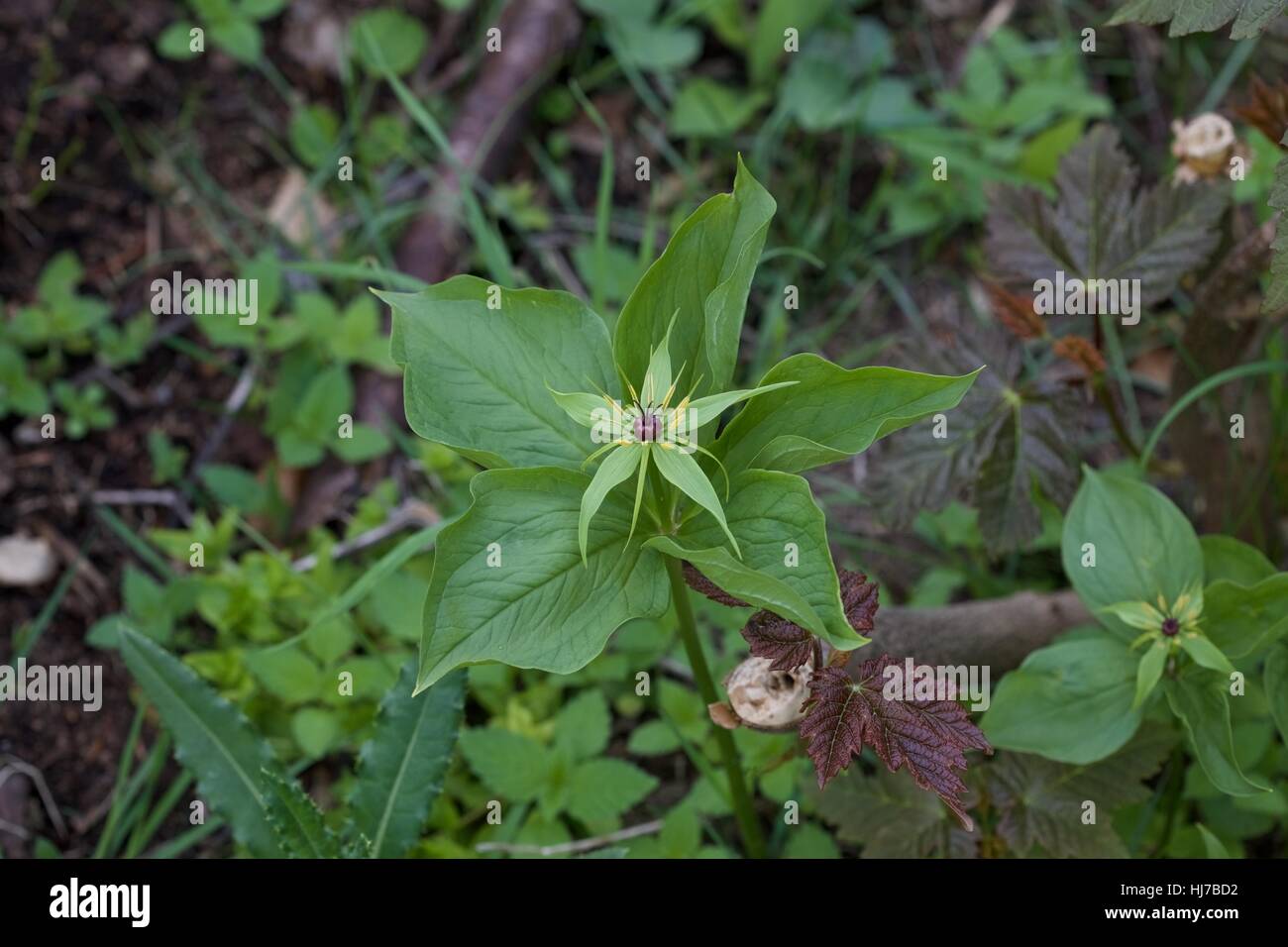 Five-leaved Herb Paris flowering in coppiced woodland Stock Photo