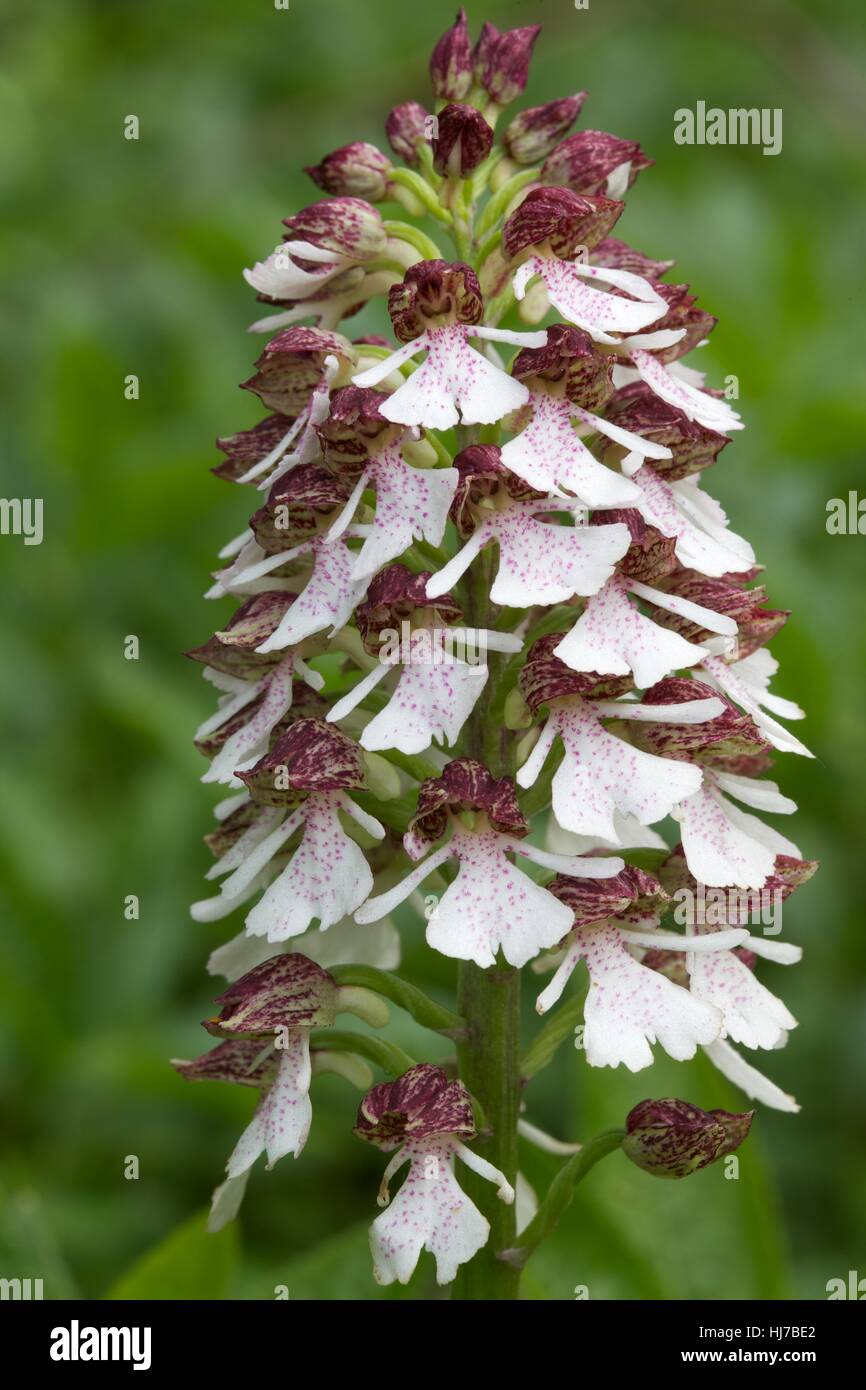 Close-up of Lady Orchid (Orchis purpurea) flowers Stock Photo