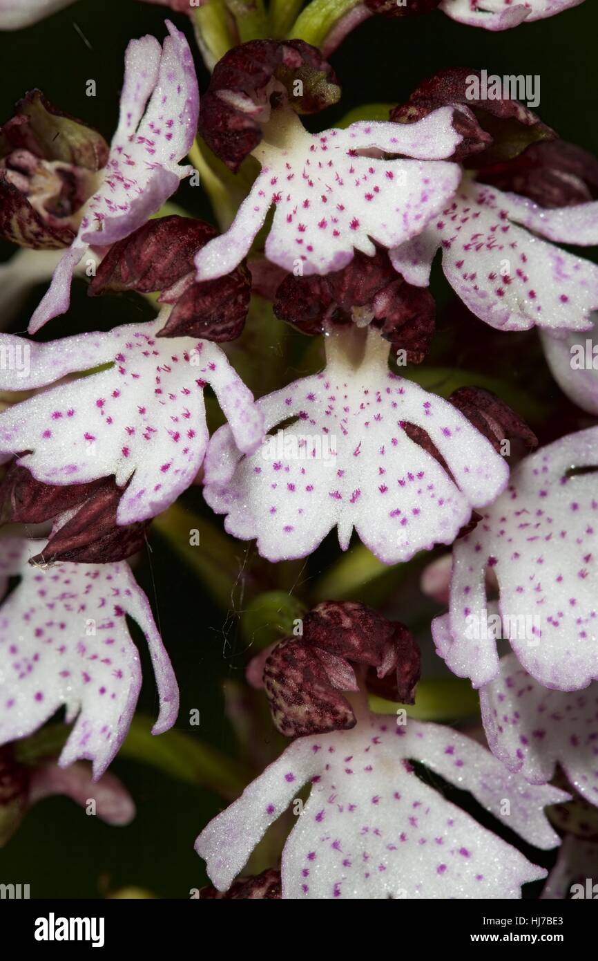 Close-up of Lady Orchid (Orchis purpurea) flowers Stock Photo