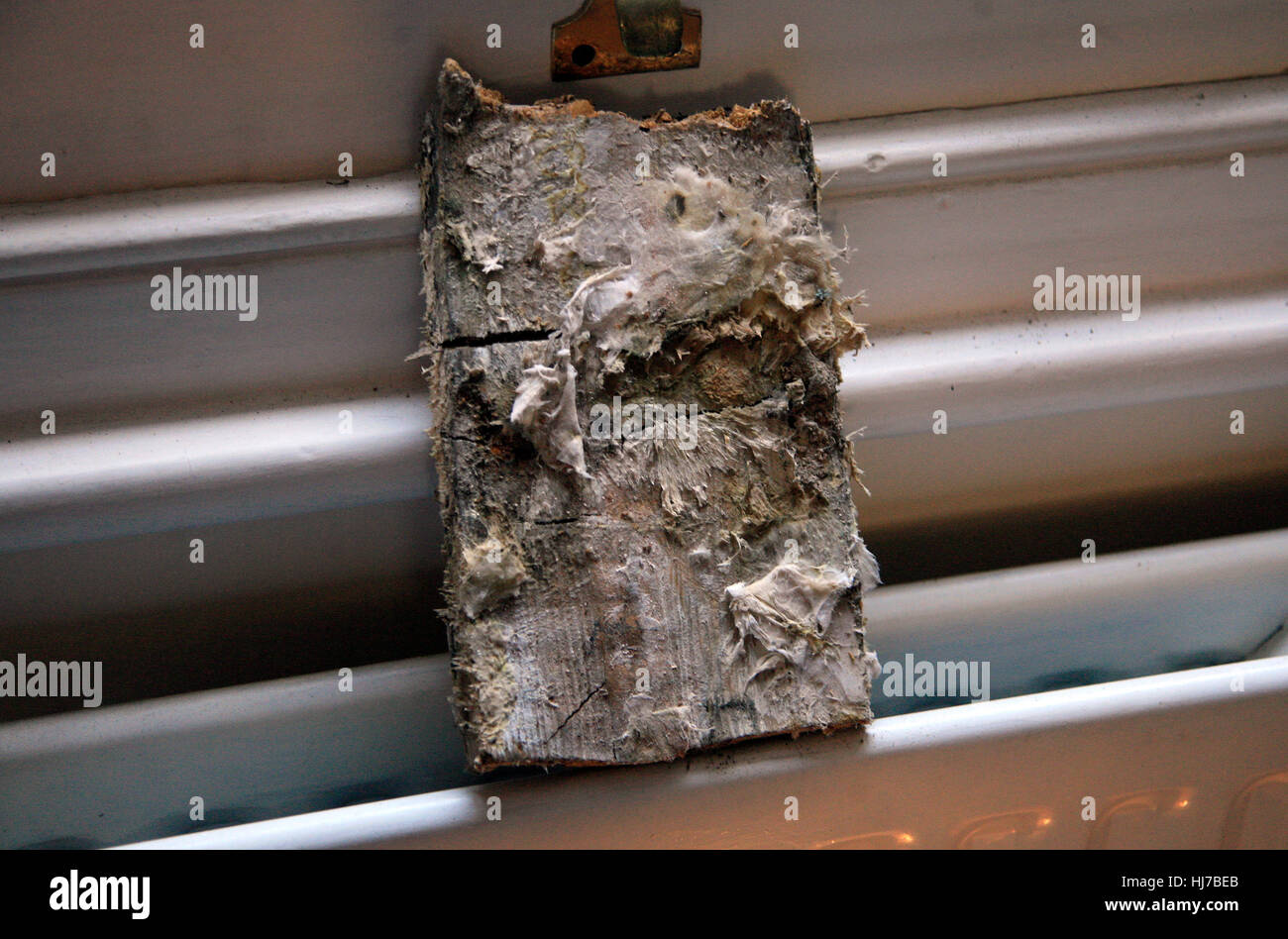 Dry rot mycelium removed from timber under floorboards is seen in a