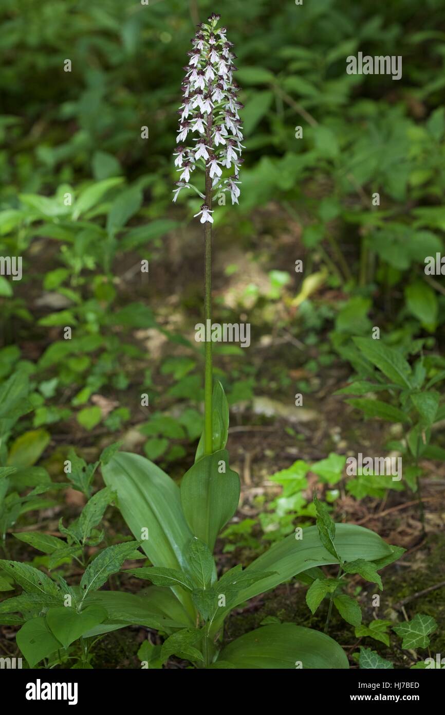 Lady Orchid (Orchis purpurea) flowering in woodland glade Stock Photo