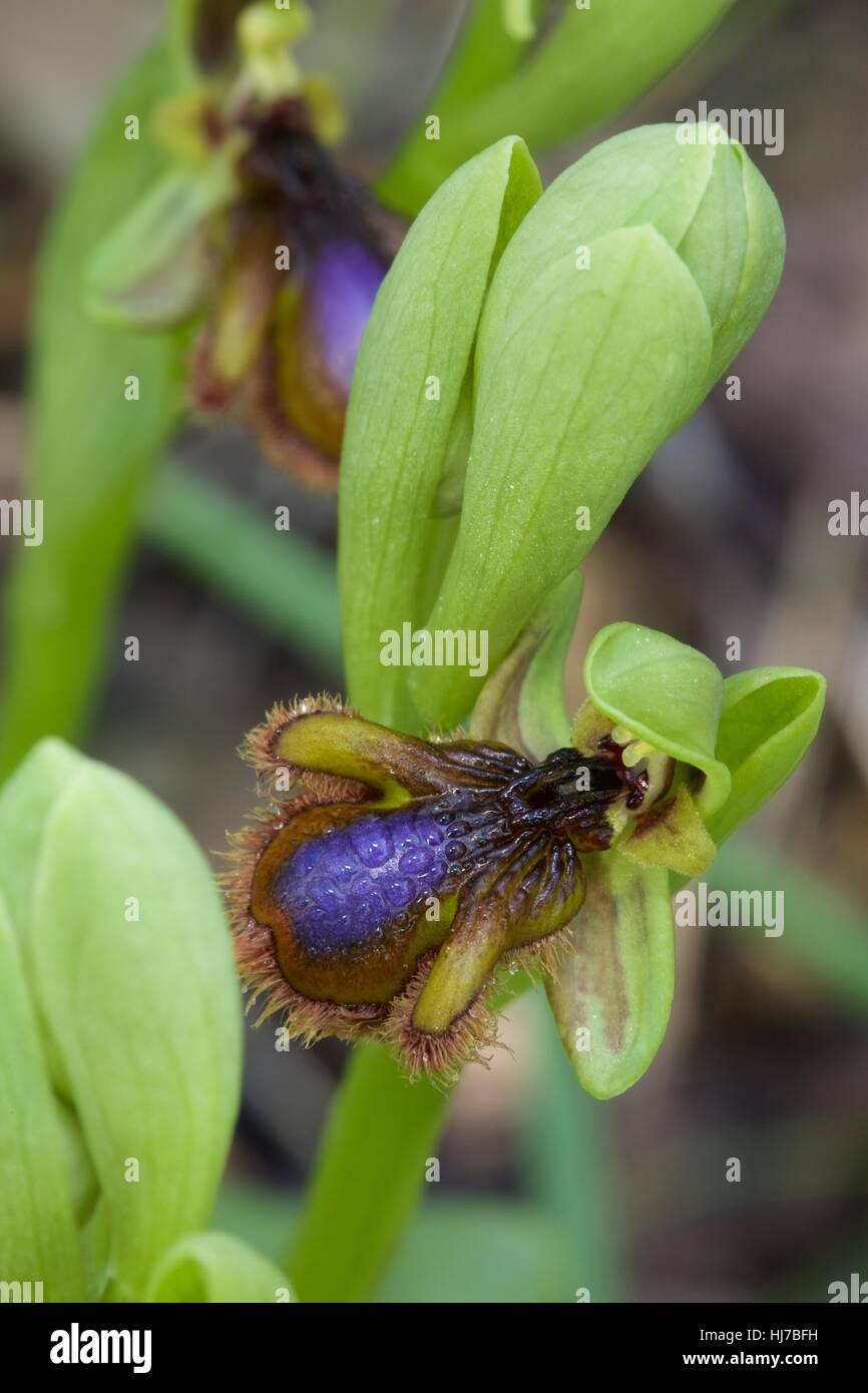 Close up of Mirror Orchid ssp. lusitanica (Ophrys speculum ssp lusitanica) Stock Photo