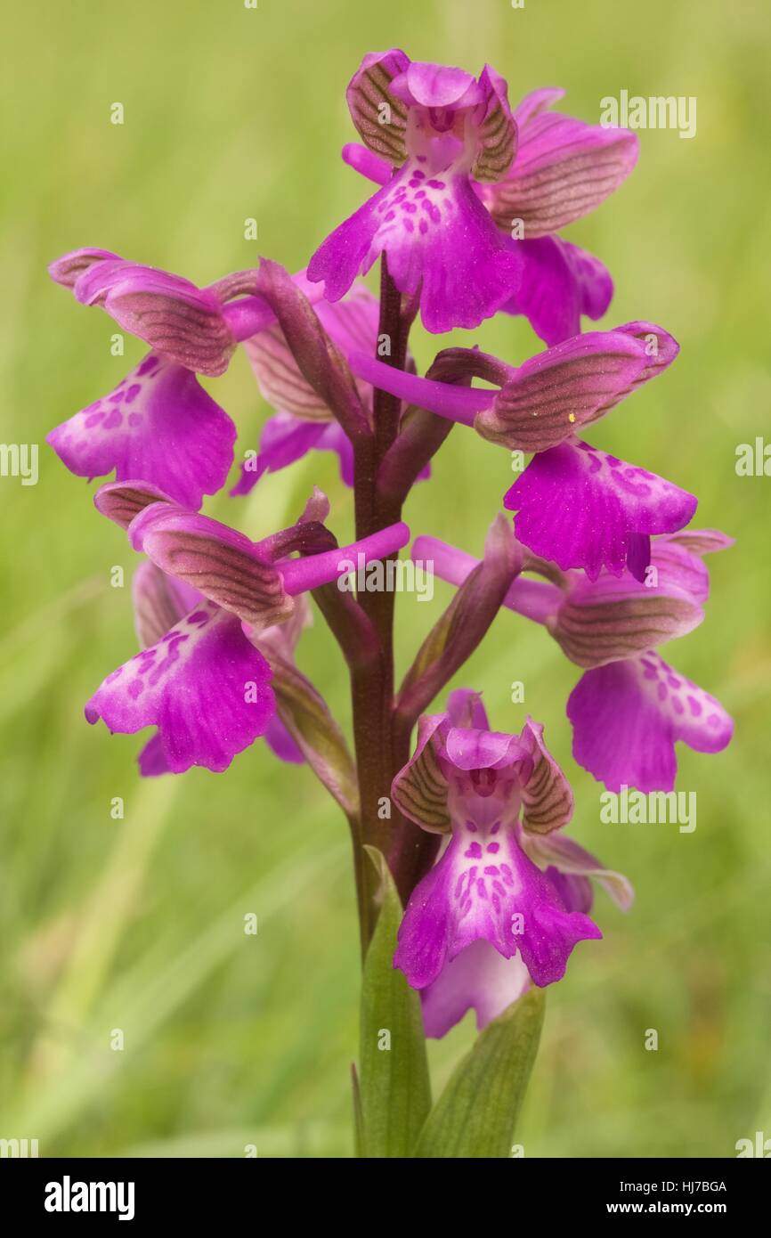 Green-Winged Orchid (Anacamptis morio); close-up of pink flowers Stock Photo