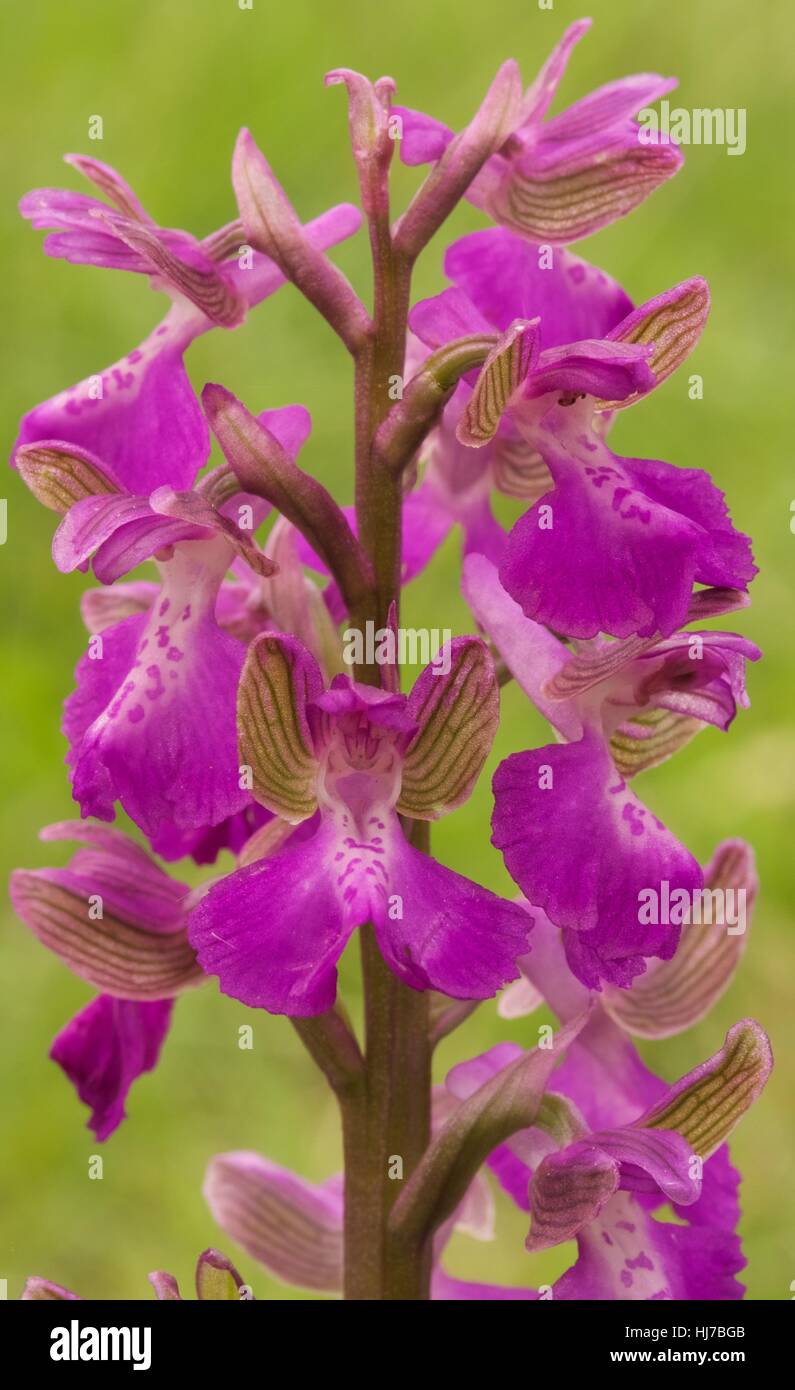 Green-Winged Orchid (Anacamptis morio); close-up of pink flowers Stock Photo