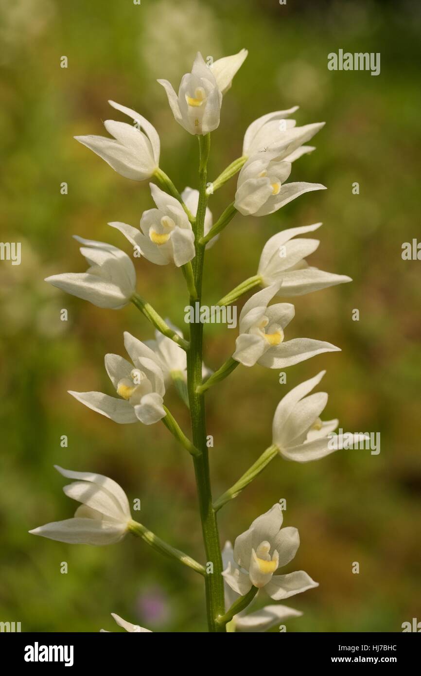 Flowers of a Sword-leaved Helleborine orchid (Cephalanthera longifolia) Stock Photo