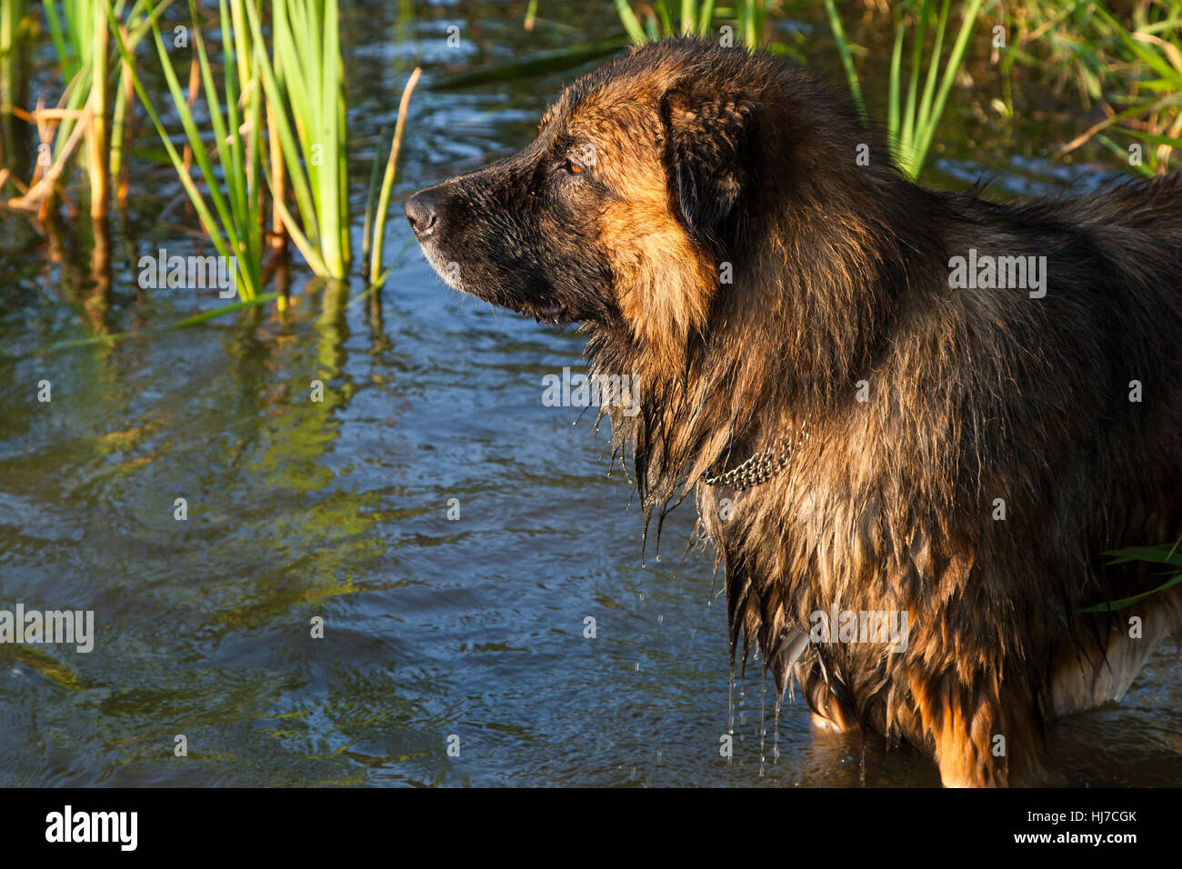 caucasian shepherd dog shepherd dog in the swim Stock Photo