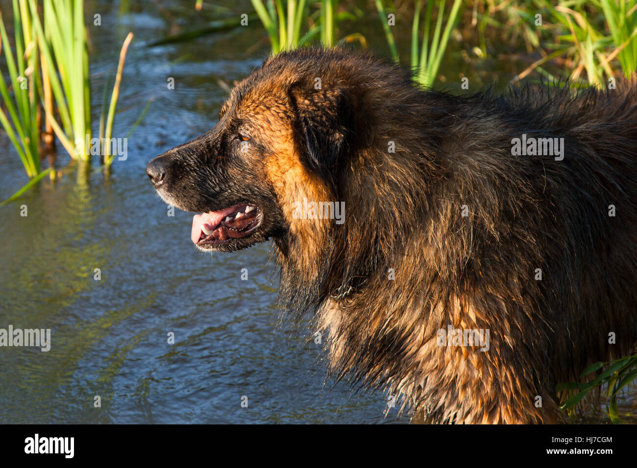 dog, attack dog, furry, dog, refresh, swash, attack dog, bathing, water, Stock Photo