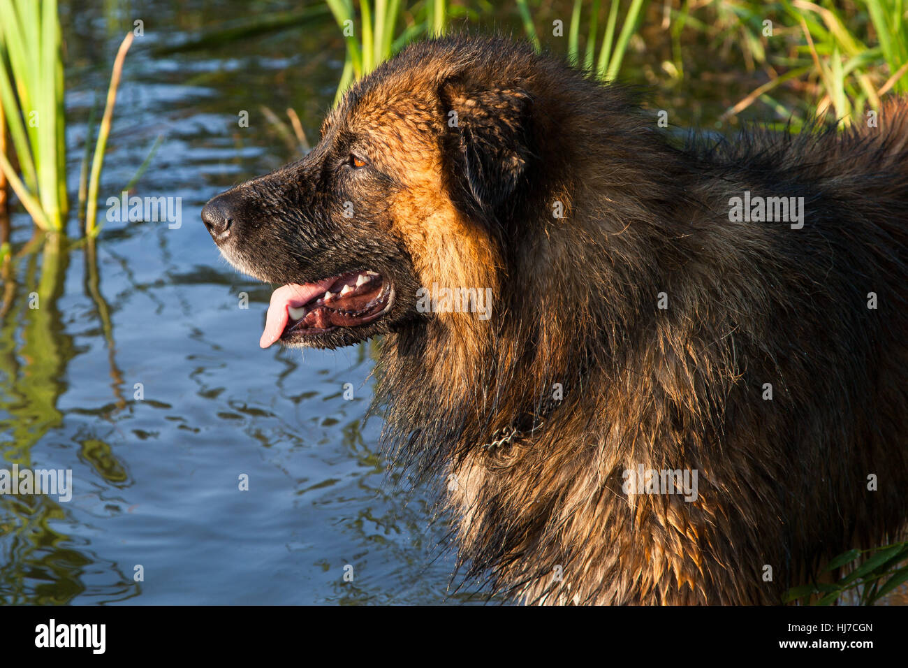 dog, attack dog, furry, dog, refresh, swash, attack dog, bathing, water, Stock Photo