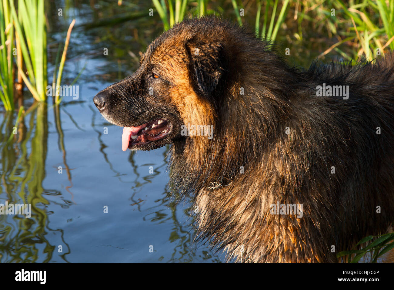 dog, attack dog, furry, dog, refresh, swash, attack dog, bathing, water, Stock Photo