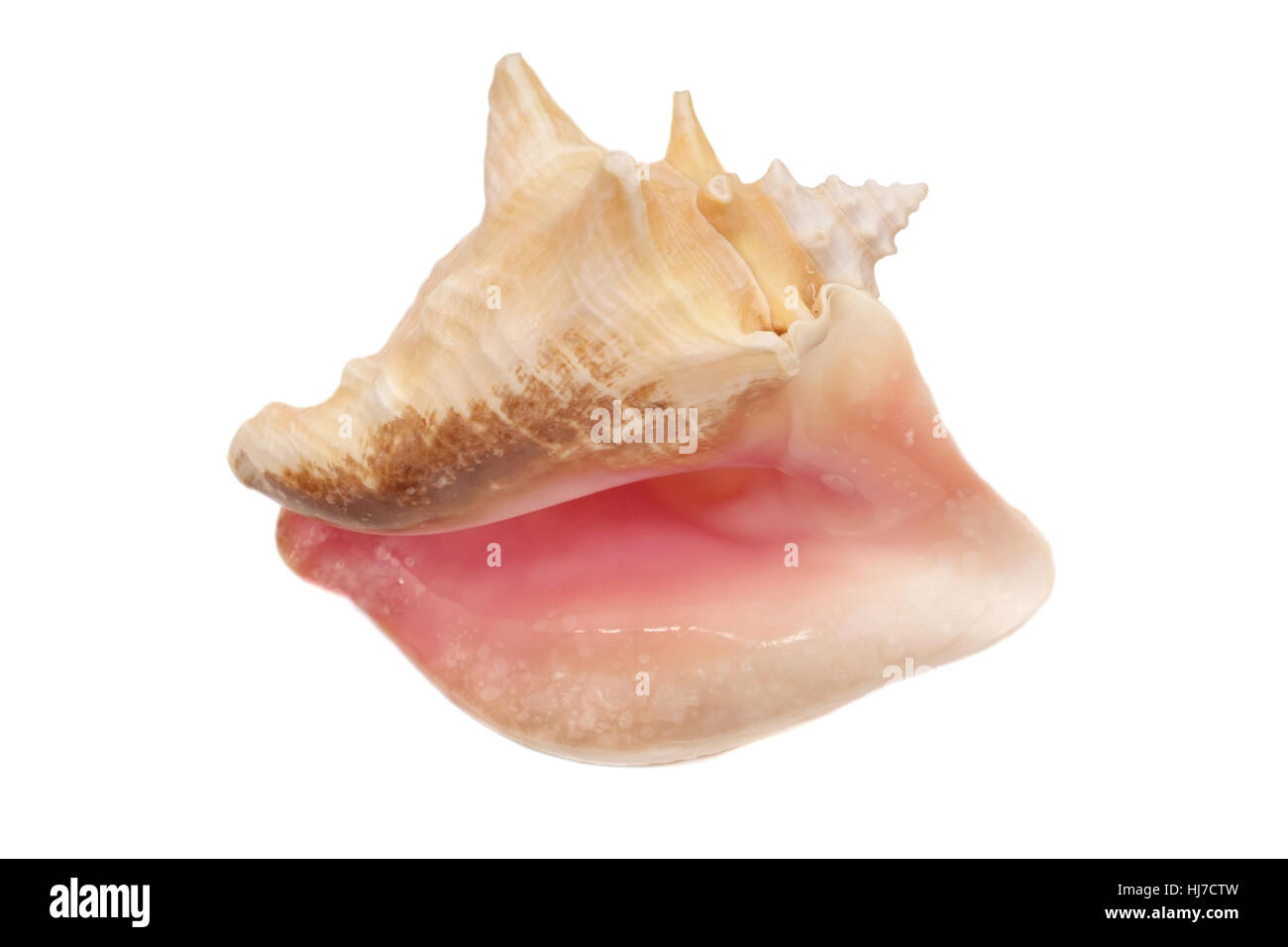 Big conch close up isolated on white background Stock Photo