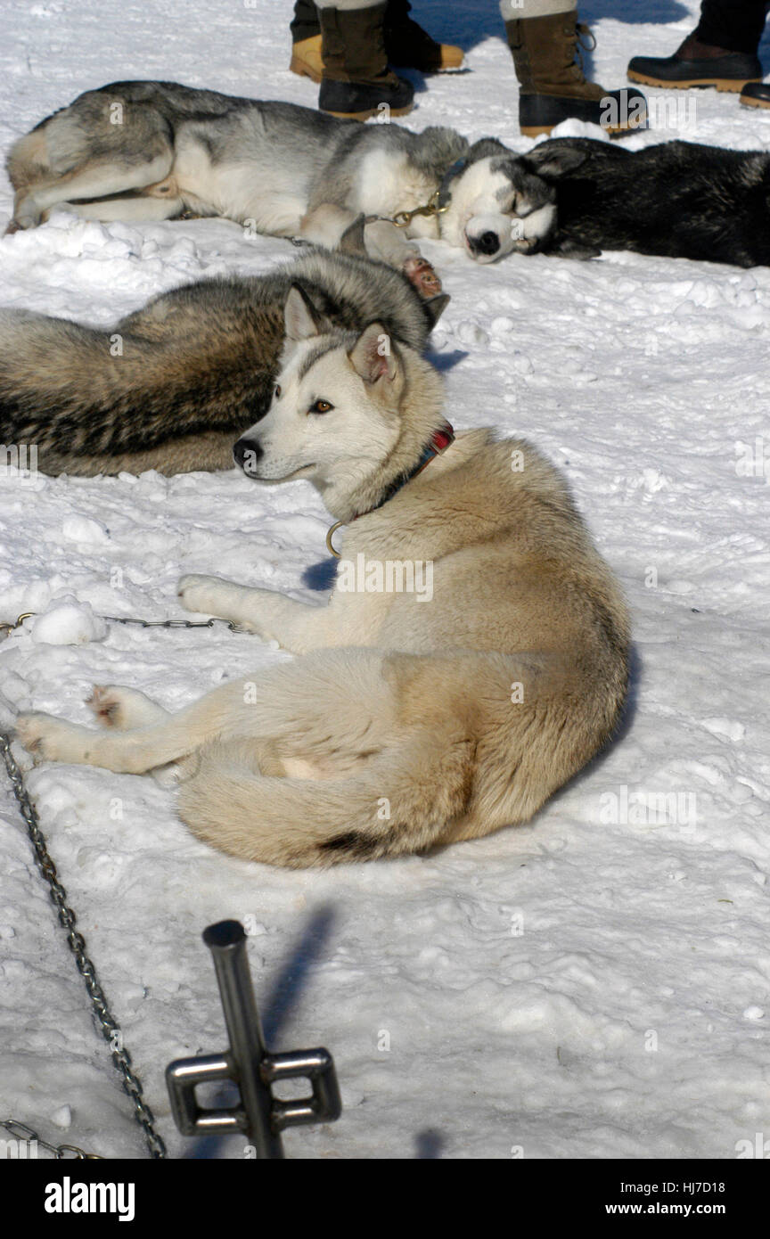 winter, pet, animals, dog, dogs, humans, human beings, people, folk, persons, Stock Photo