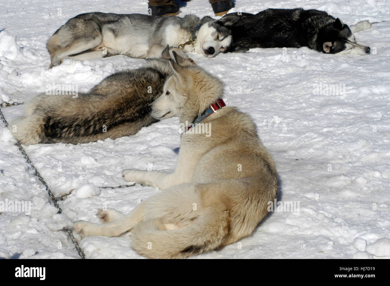 huskies,husky,winter,human,dog,dog,pet,pet,pet attitude,animals,animals Stock Photo