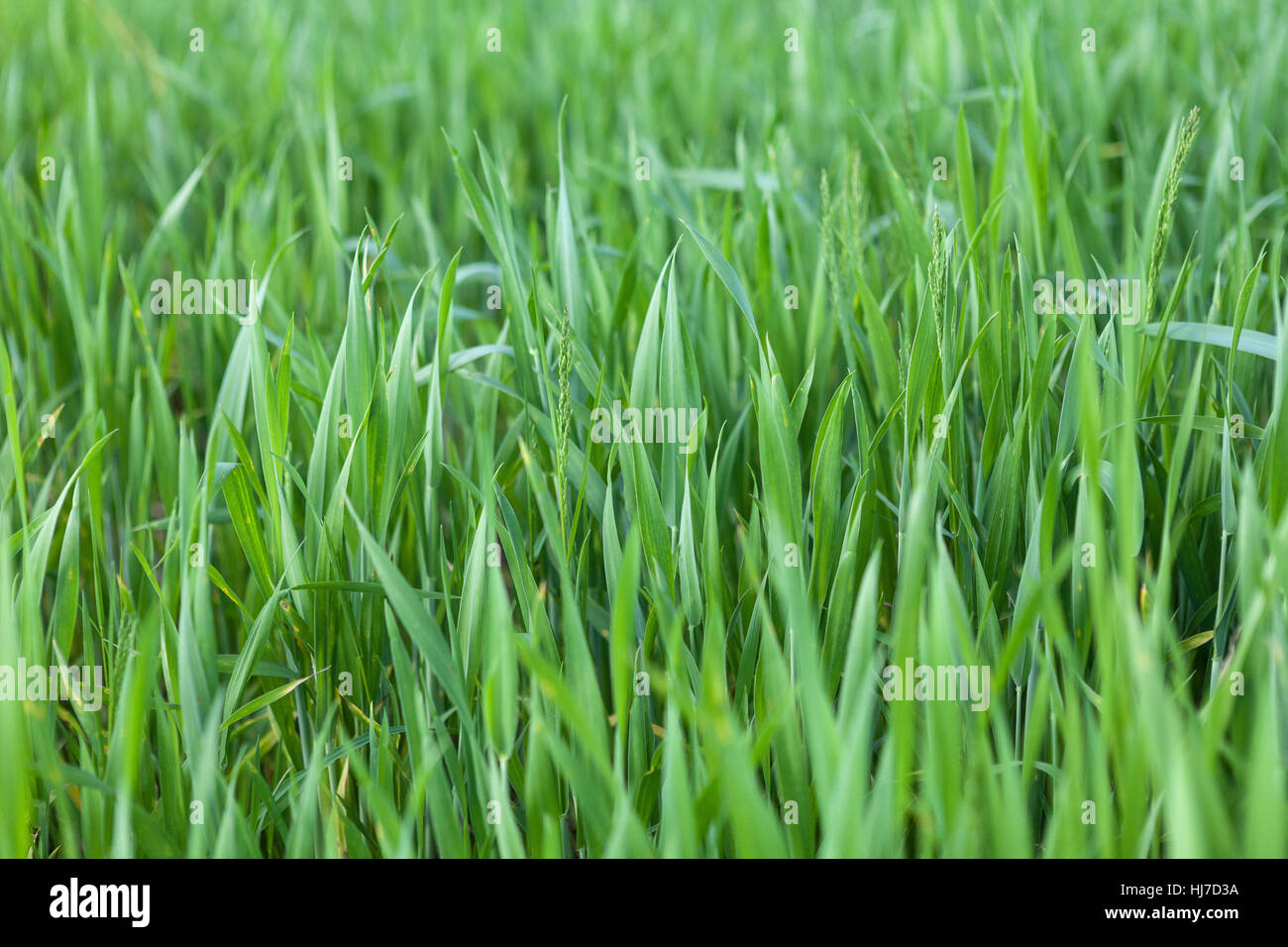 Field of young green barley Stock Photo
