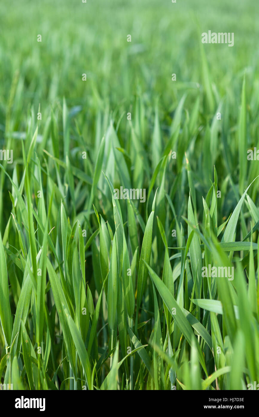 Spring field of young barley. Stock Photo