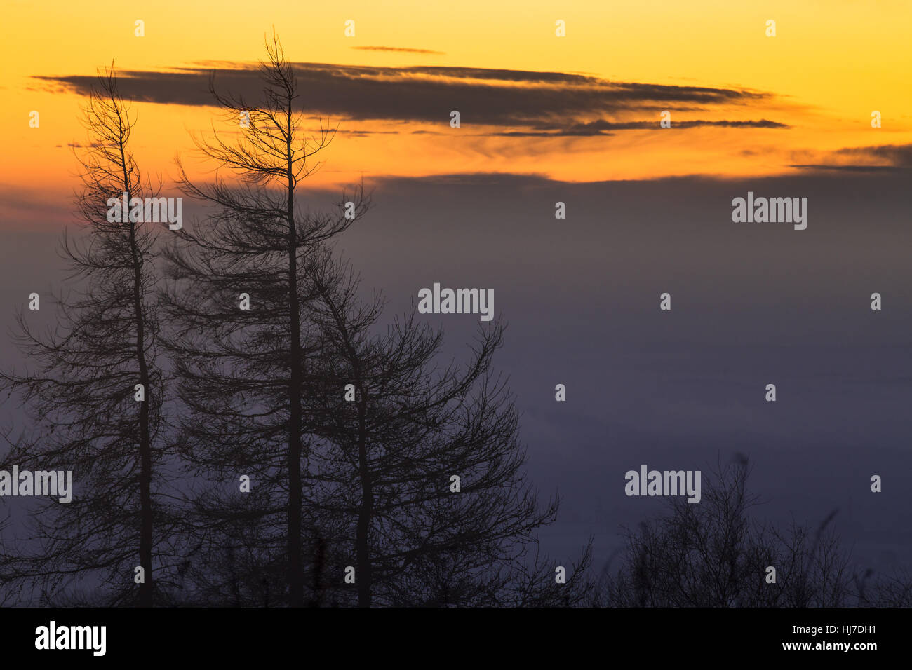 Spruce Trees Silhouette on Dawning Sky Background Stock Photo