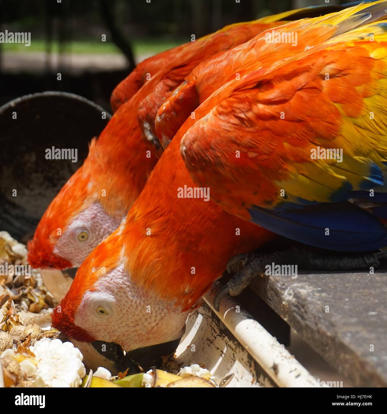 Image showcasing Macaws feeding in Honduras Stock Photo - Alamy
