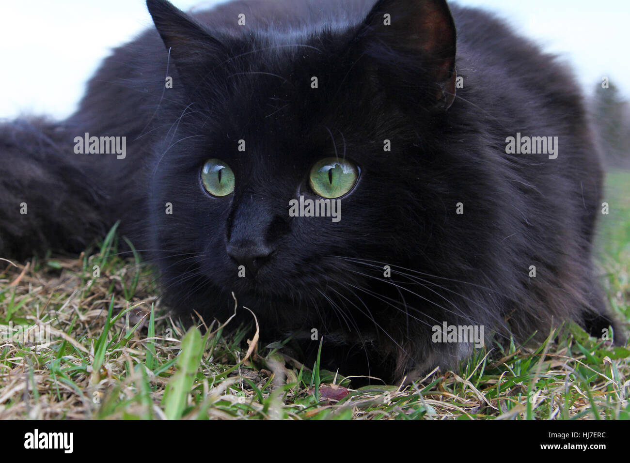 game, tournament, play, playing, plays, played, curious, nosey, nosy, black, Stock Photo