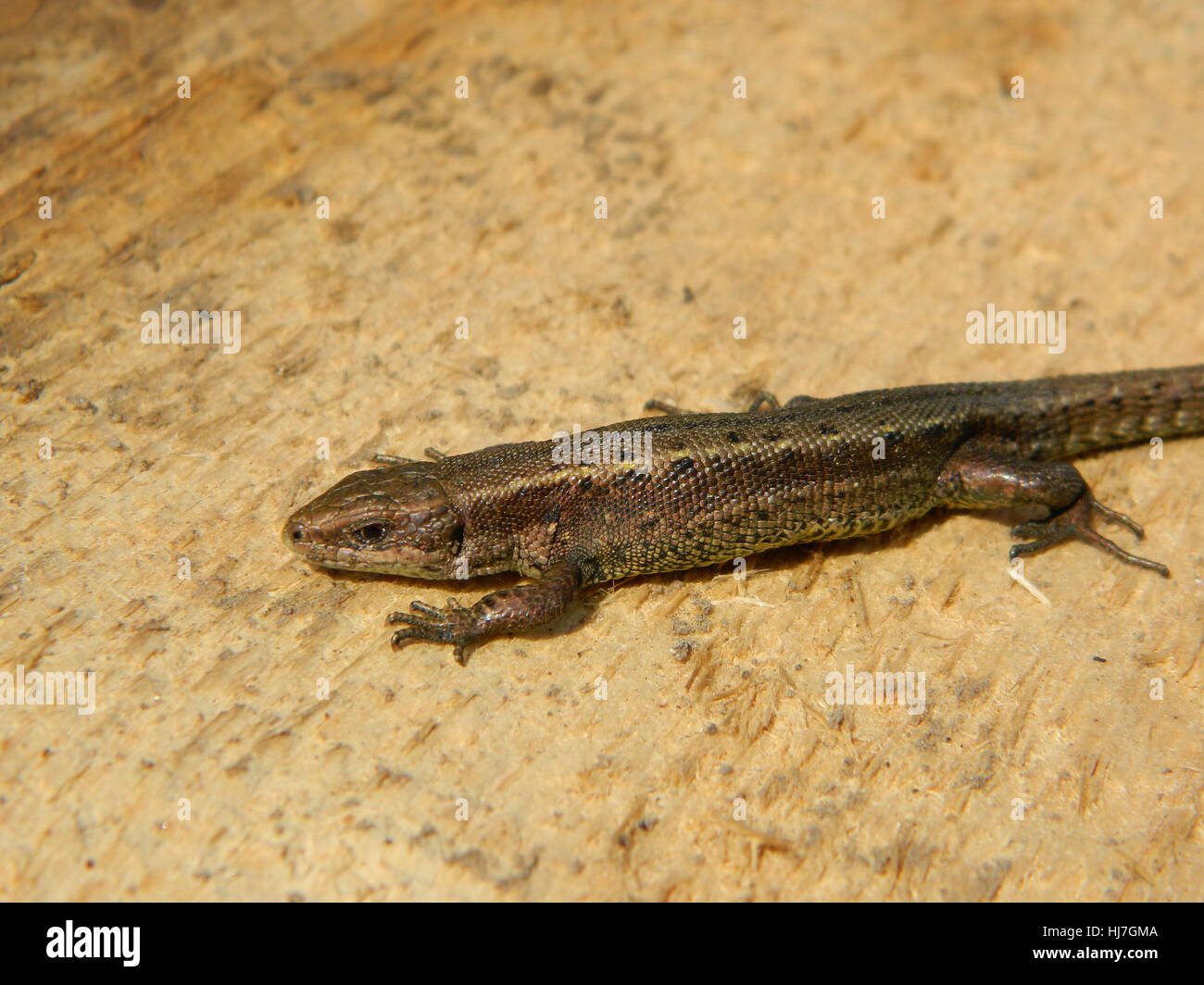 Group of squamate reptiles. Lizard from Lithuania. Stock Photo