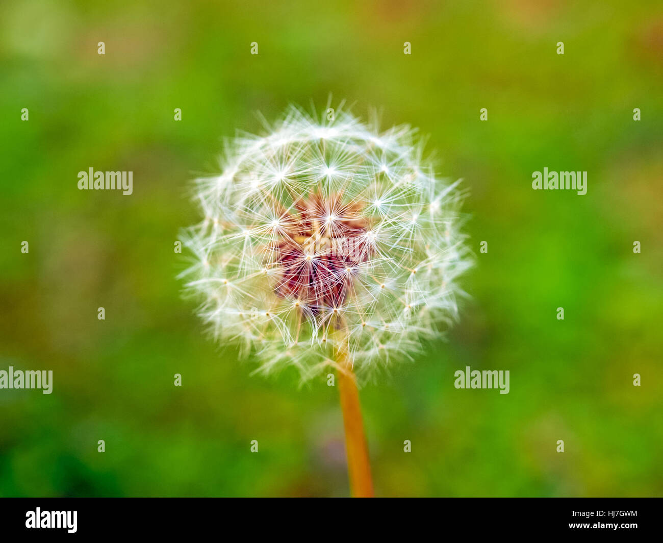 flower, plant, blurred, focus, selective, meadow, grass, lawn, green, backdrop, Stock Photo