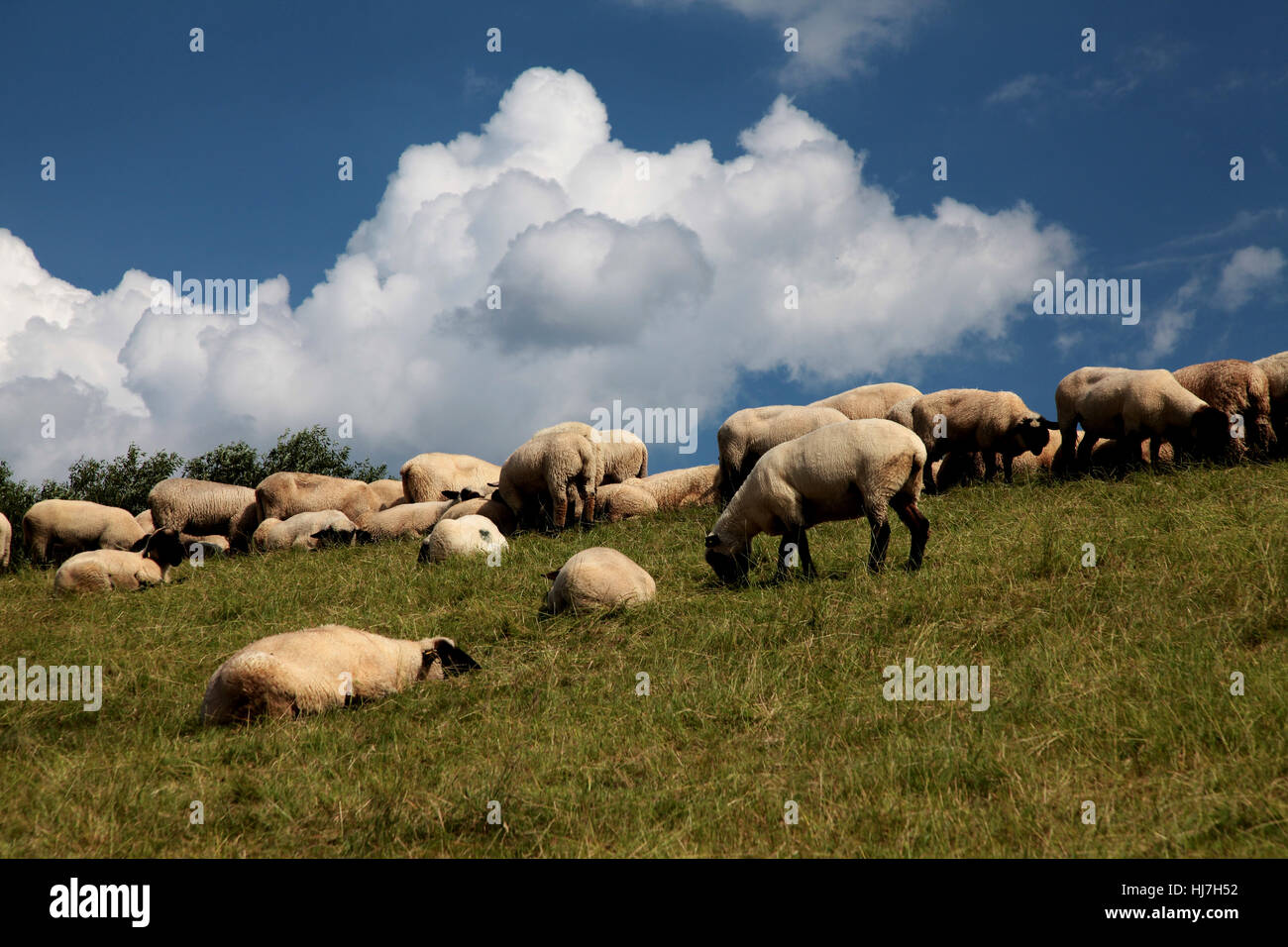radio silence, quietness, silence, rest, flock of sheep, clouds, elbdeich, grne Stock Photo