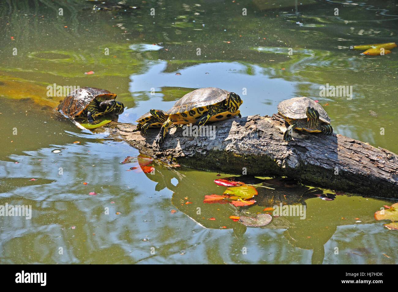 Freshwater turtle pond in Unian Lido, Cavallino, Jesolo, Italy Stock ...