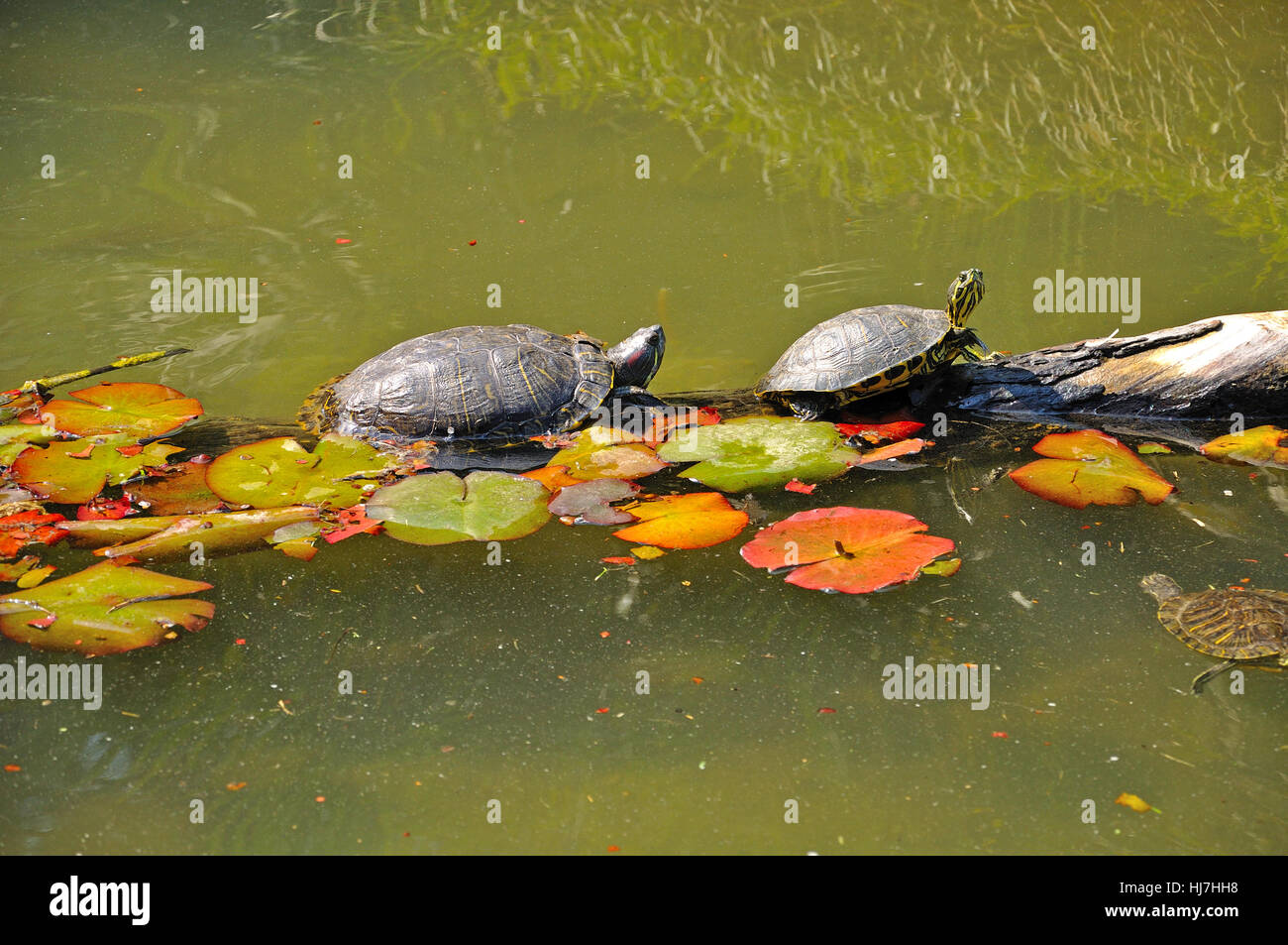 Freshwater turtle pond in Unian Lido, Cavallino, Jesolo, Italy Stock ...