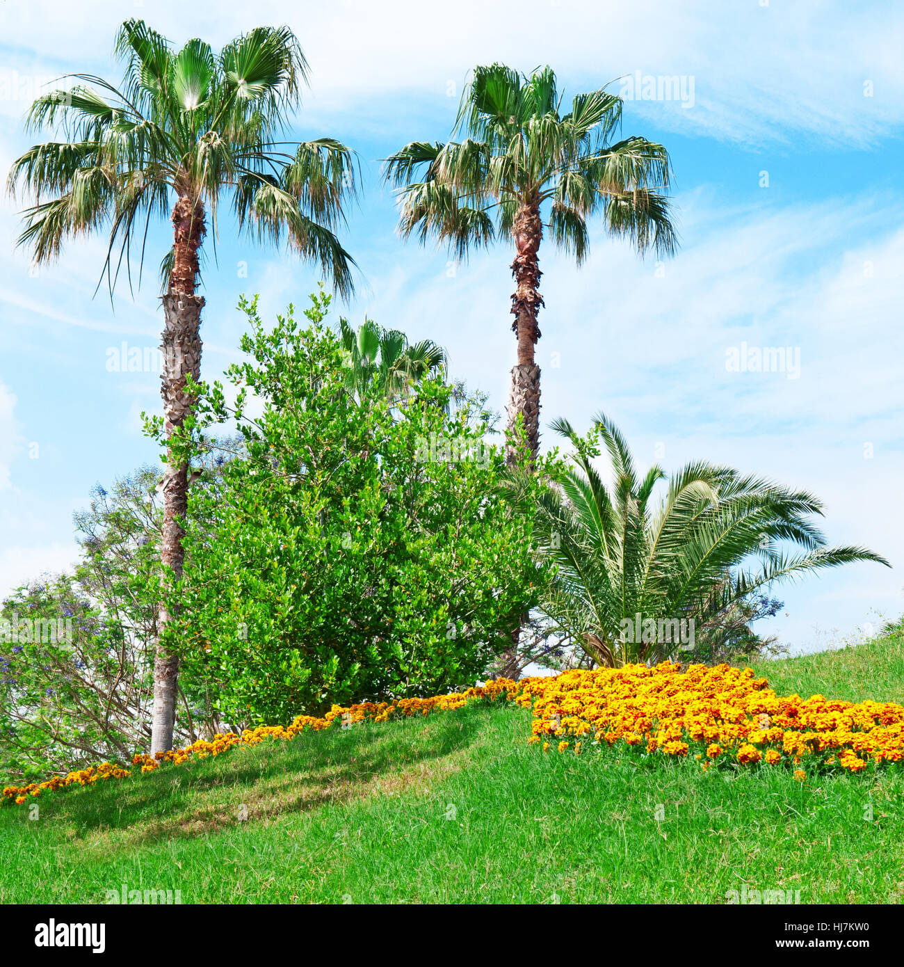 Tropical palm trees in a beautiful park Stock Photo - Alamy