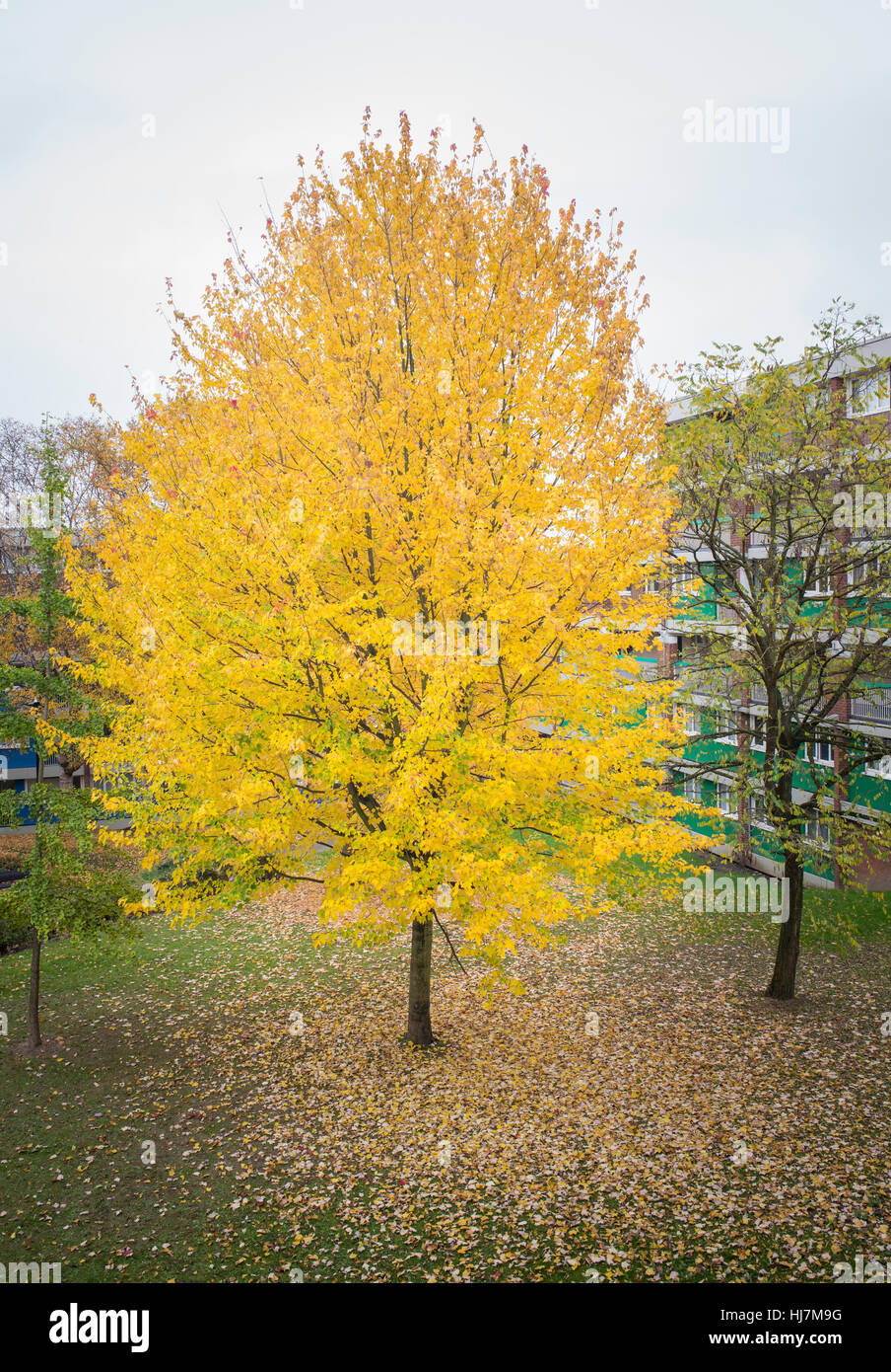 yellow leaves tree