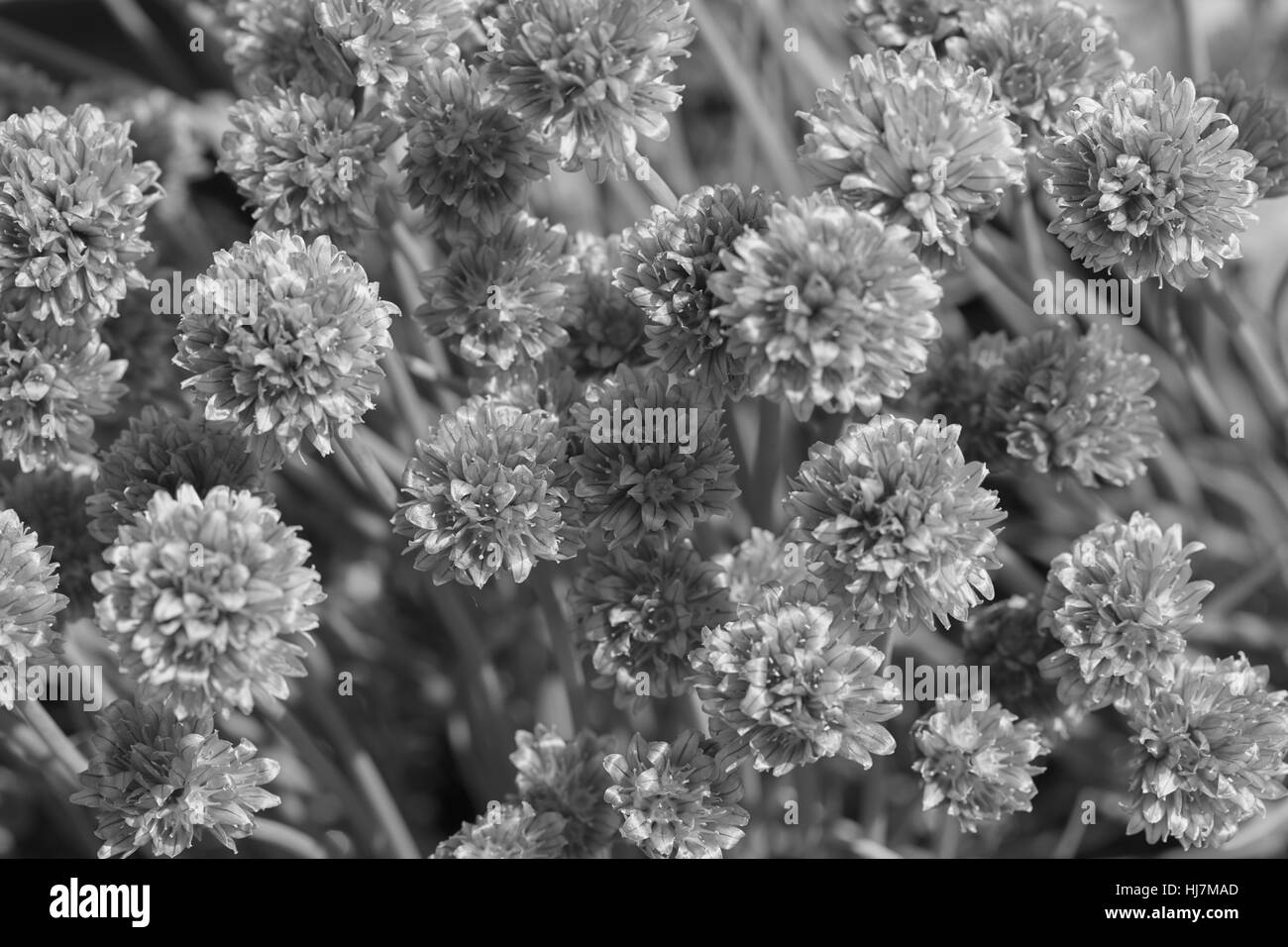 Ornamental grass Black and White Stock Photos & Images - Page 2