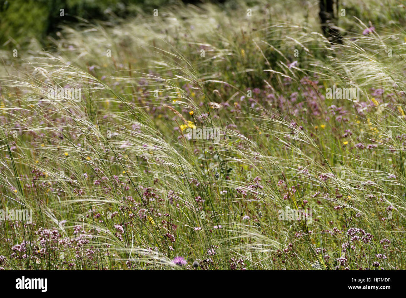 feather grass,esparto,stipa Stock Photo