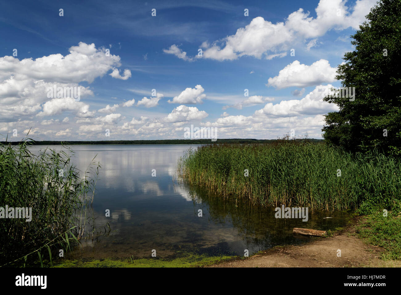 field, summer, summerly, brandenburg, salt water, sea, ocean, water, scenery, Stock Photo