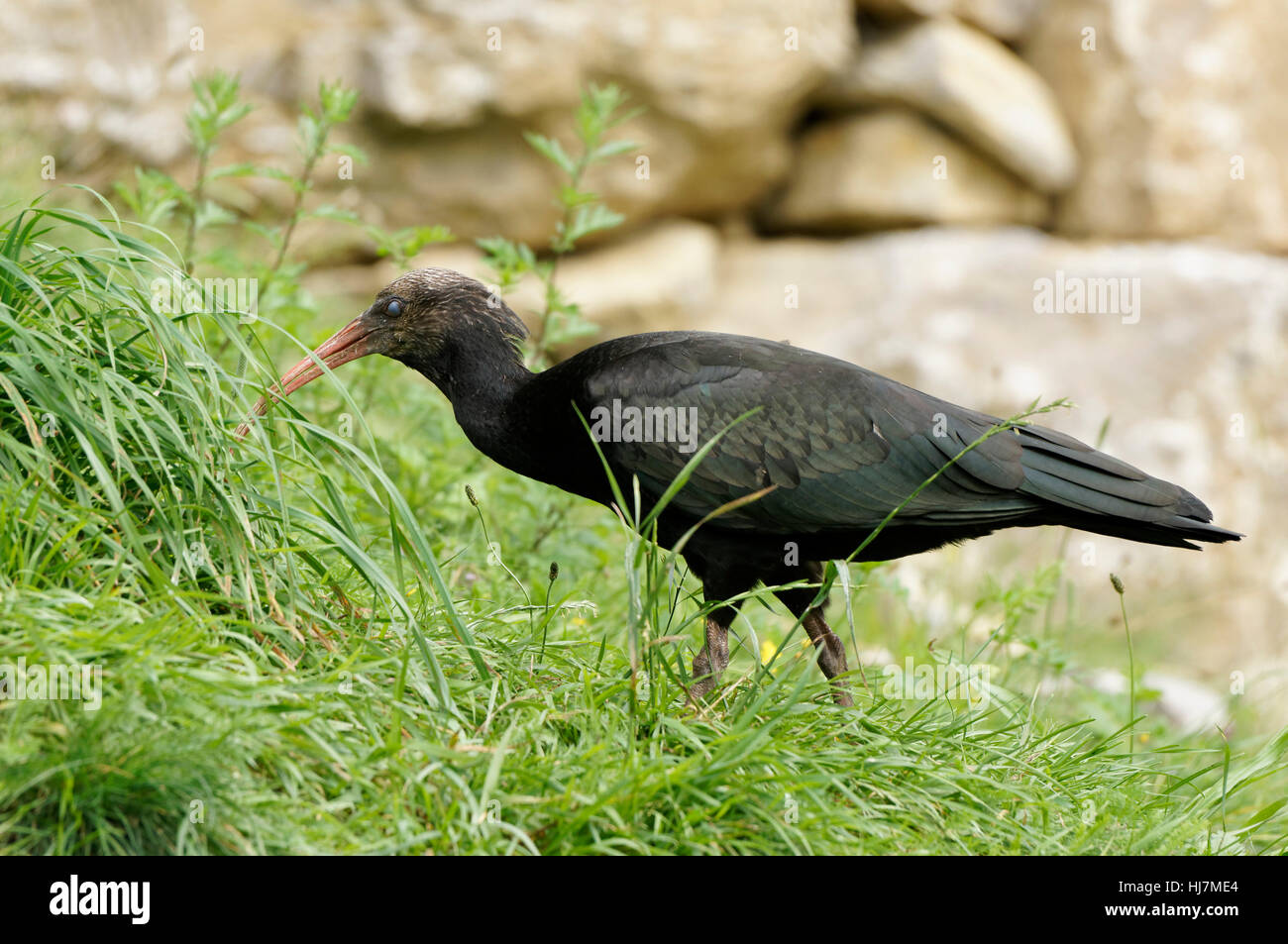 bird, birds, animal world, ornithology, animal, bird, fauna, birds, animal Stock Photo