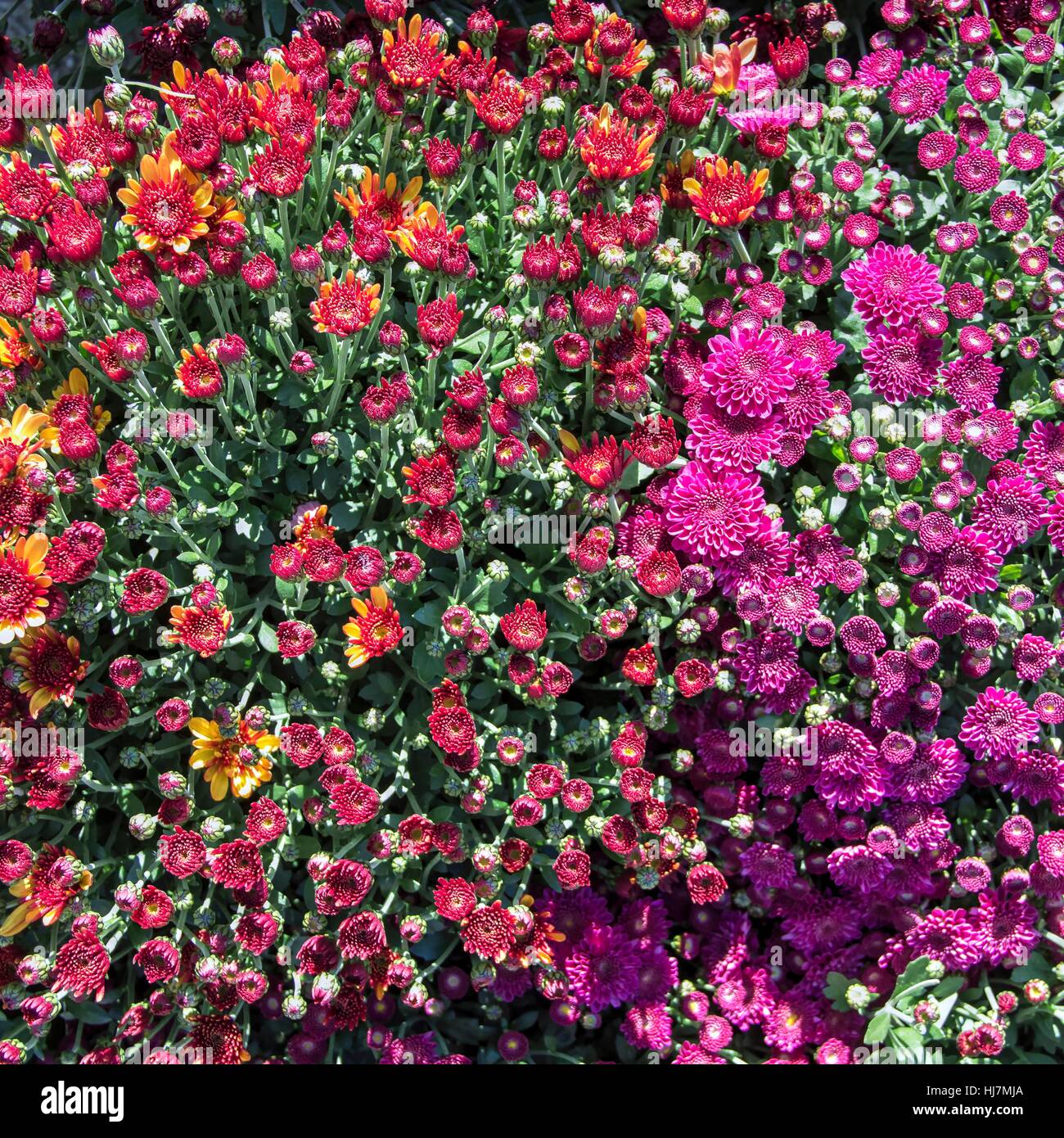 Different kinds of plant leaves hi-res stock photography and images - Alamy