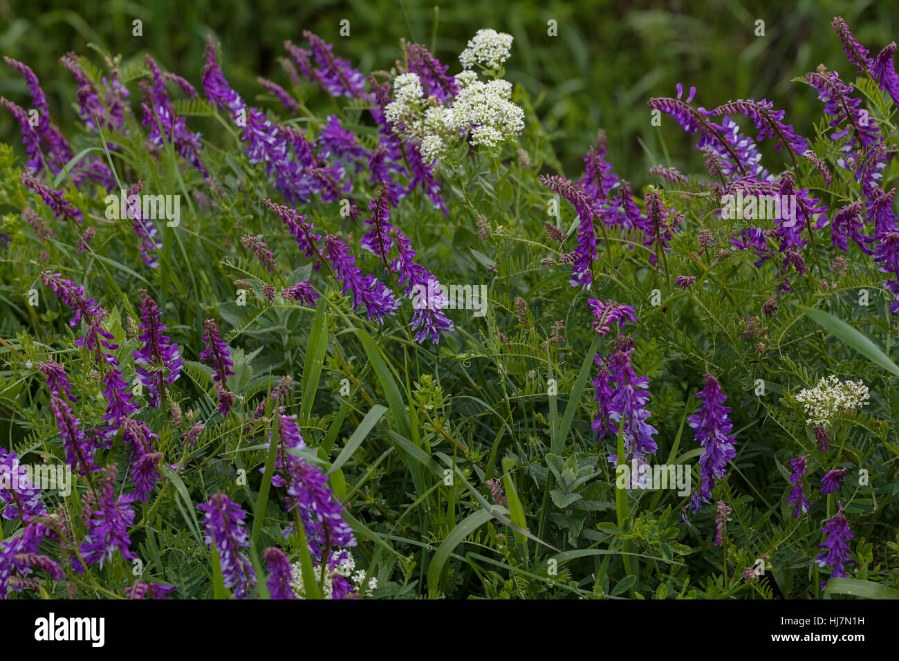 wild purple flowers in tall green grass, note shallow depth of field ...