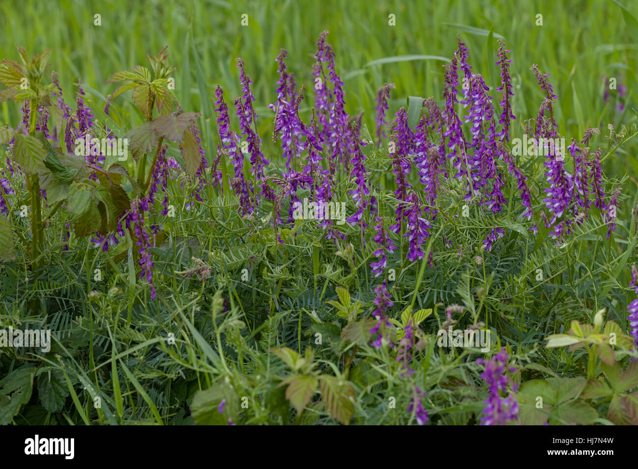 wild purple flowers in tall green grass, note shallow depth of field ...