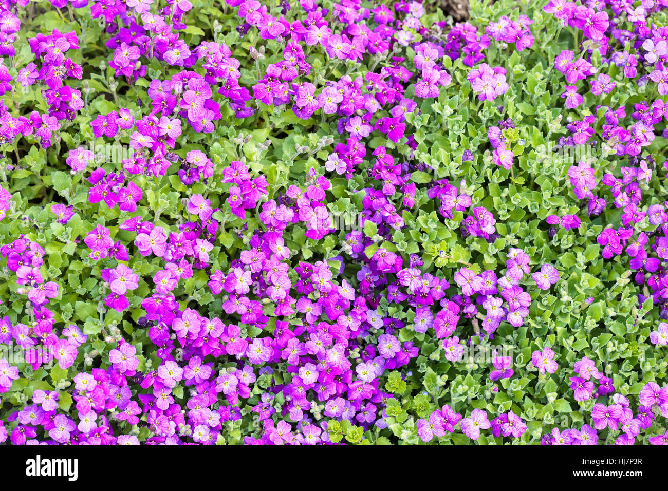 small purple flowers in the field, note shallow depth of field Stock ...