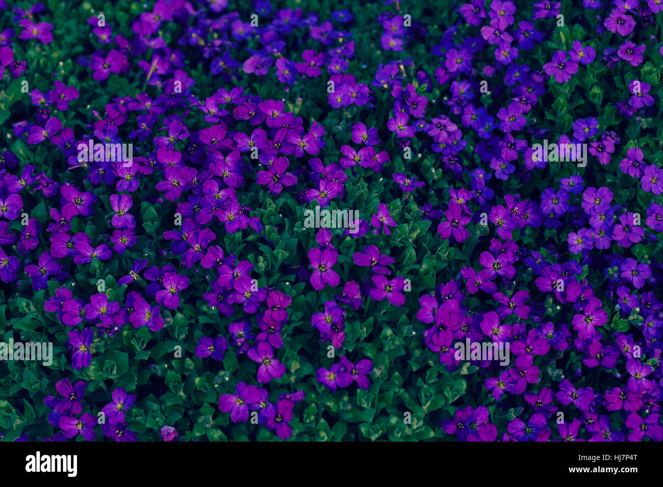 small purple flowers in the field, note shallow depth of field Stock ...