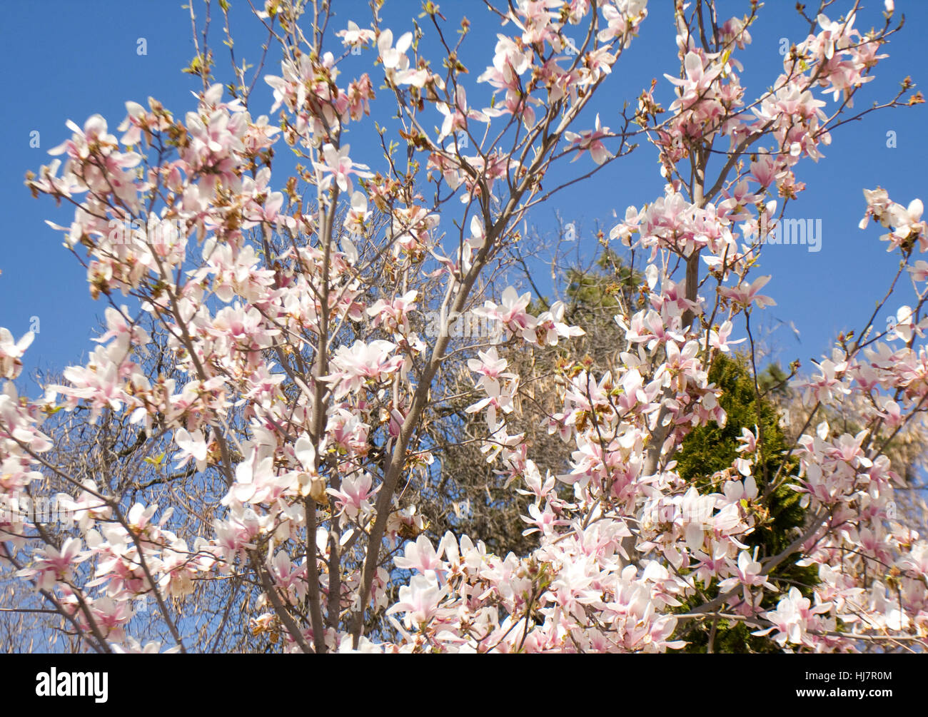 Branches of magnolia tree with pink flowers on blue sky Stock Photo - Alamy