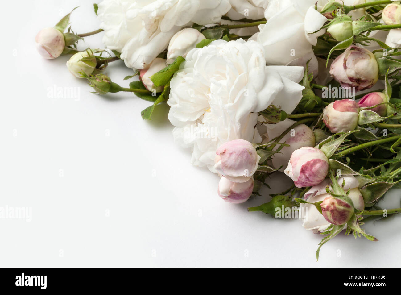 Image of white roses isolated on white background Stock Photo - Alamy