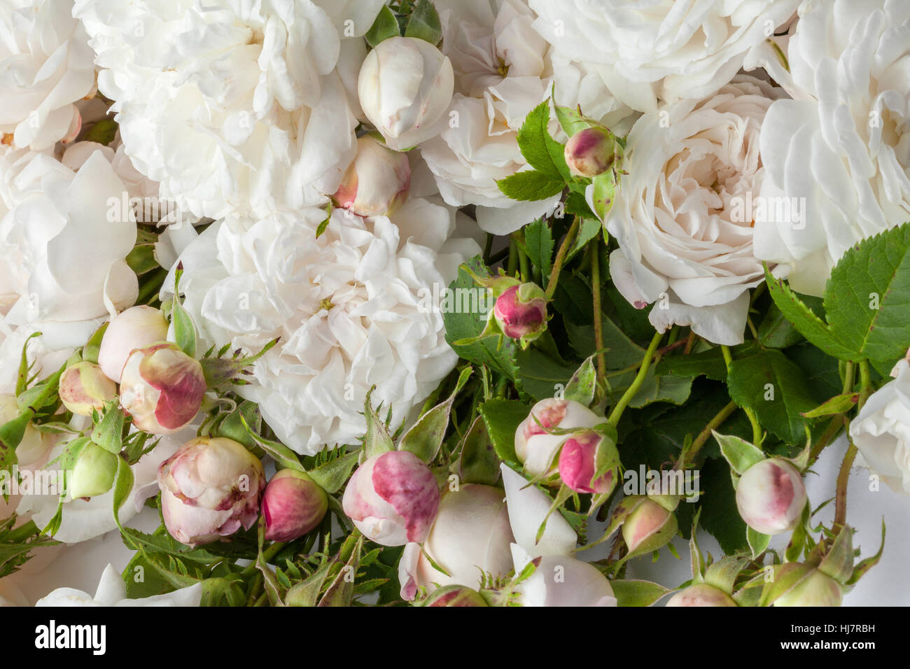 Image of white roses isolated on white background Stock Photo - Alamy