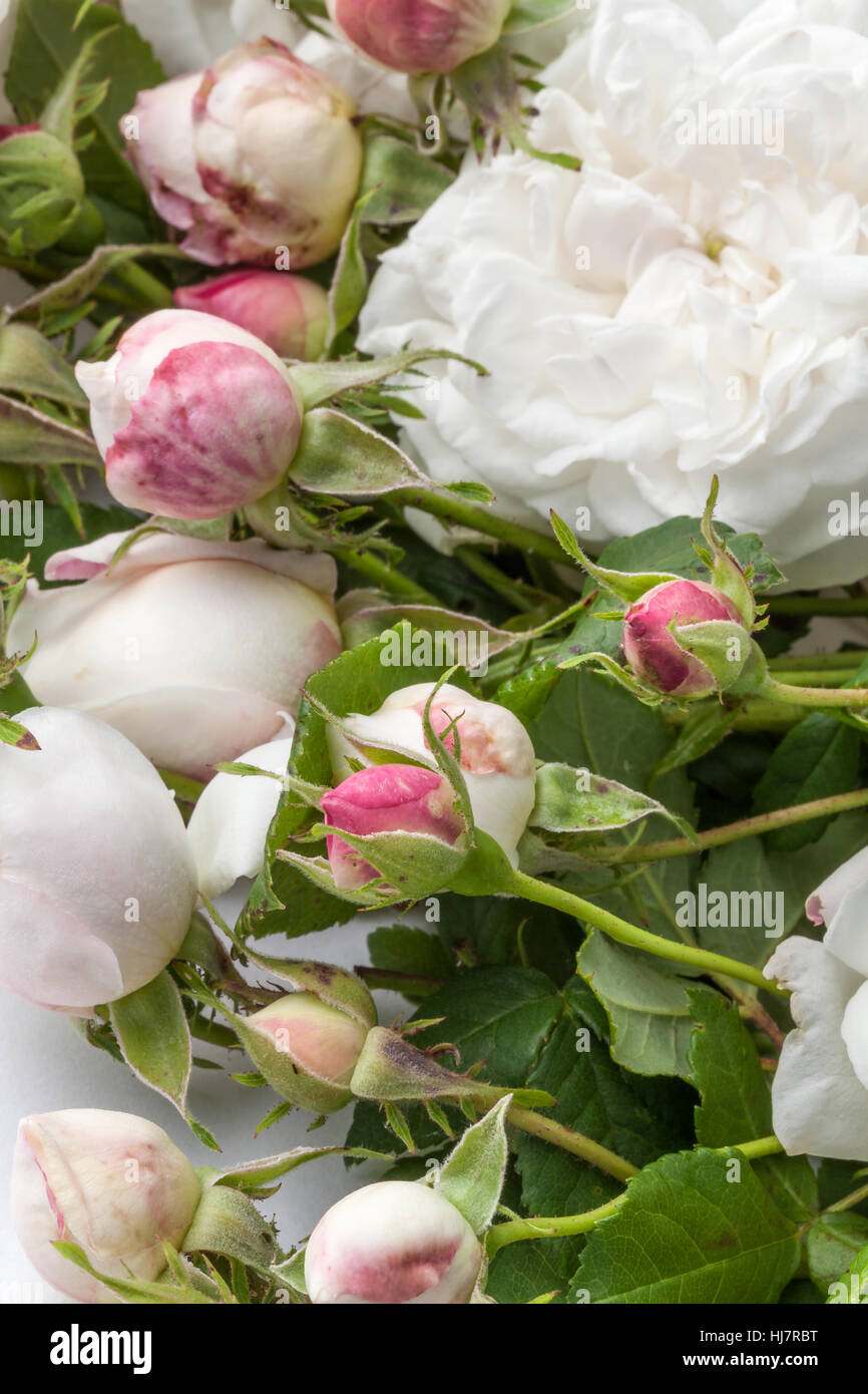 Image of white roses isolated on white background Stock Photo - Alamy