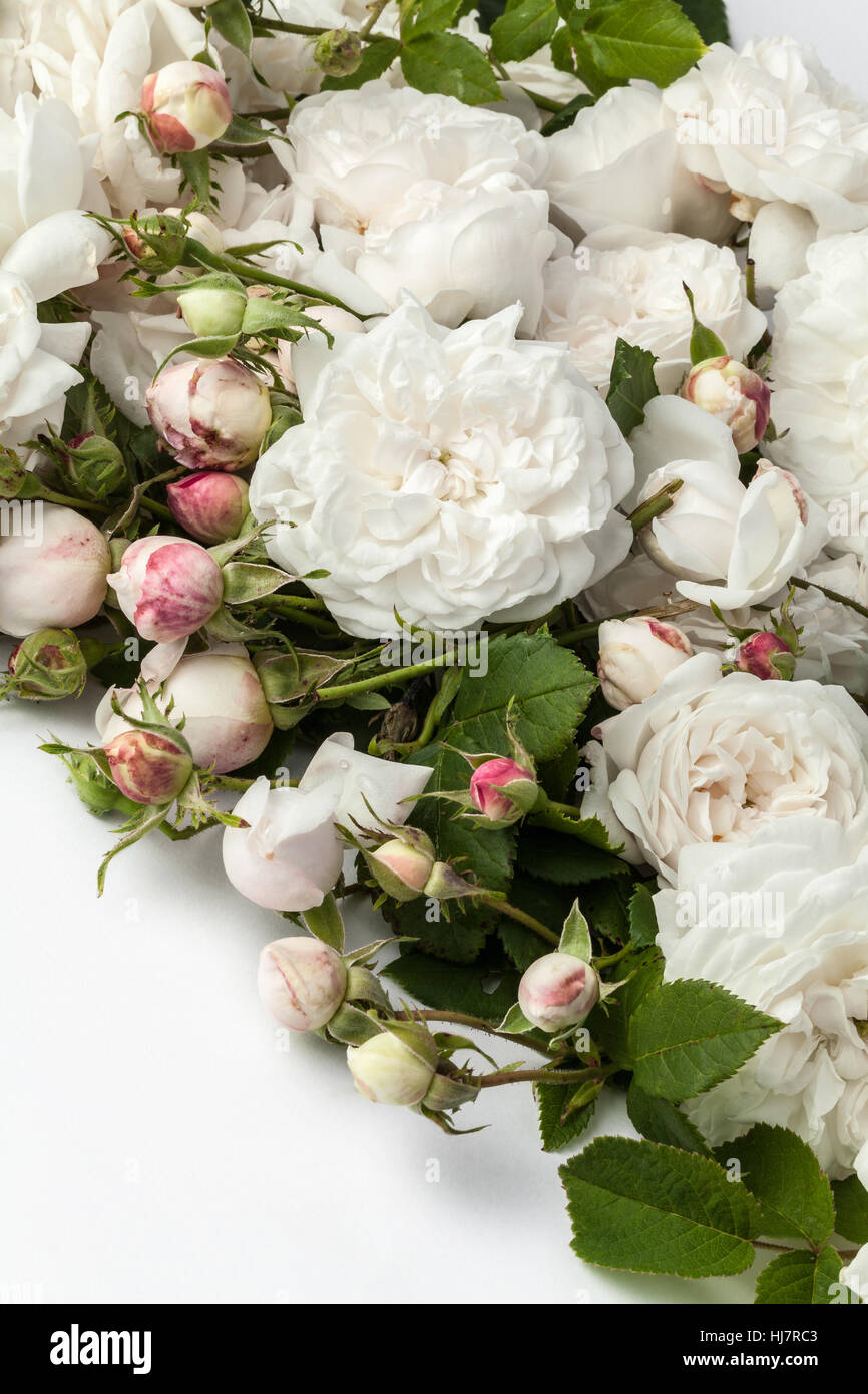 Image of white roses isolated on white background Stock Photo - Alamy