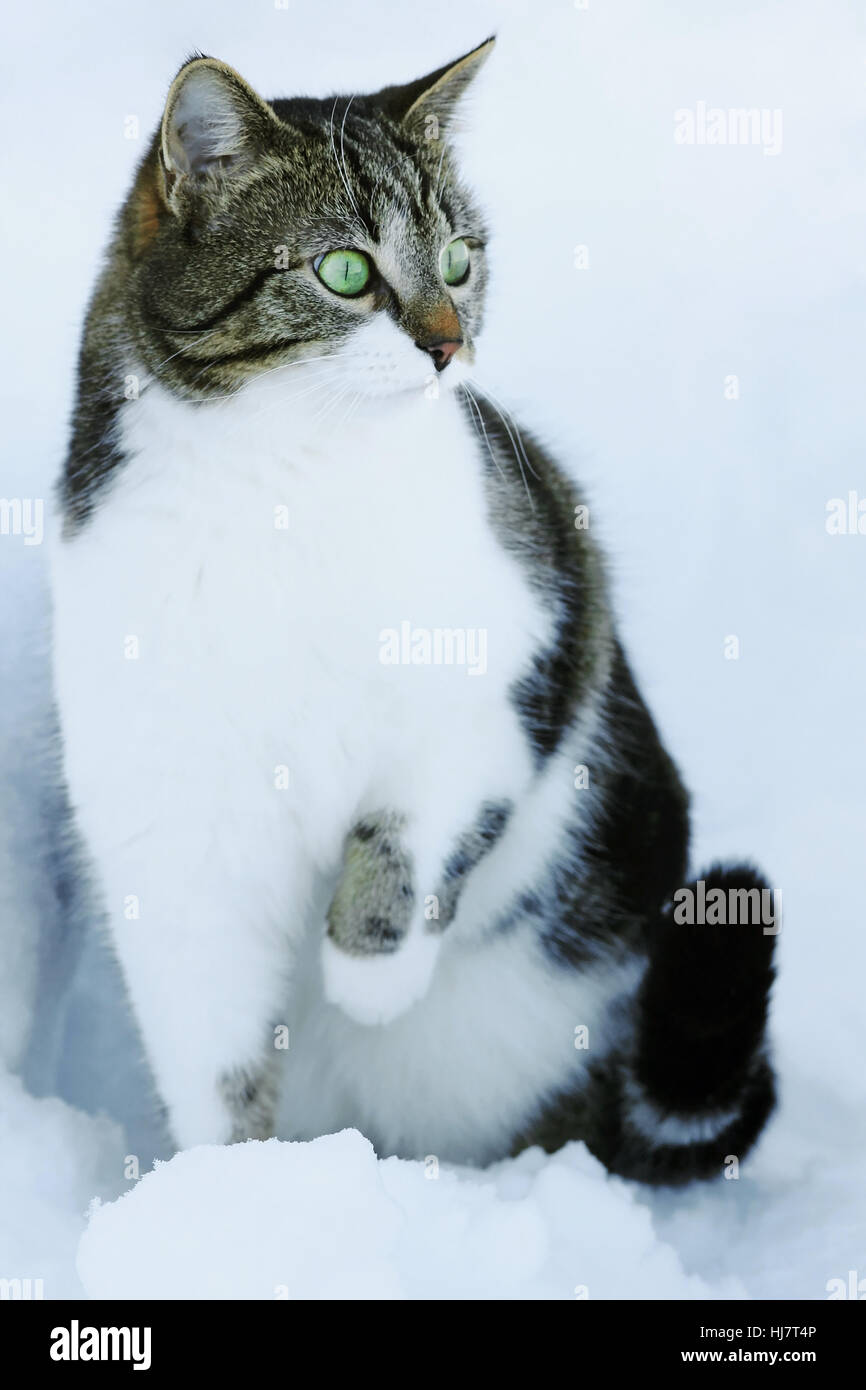 wait, waiting, winter, curious, nosey, nosy, interested, put, sitting, sit, Stock Photo